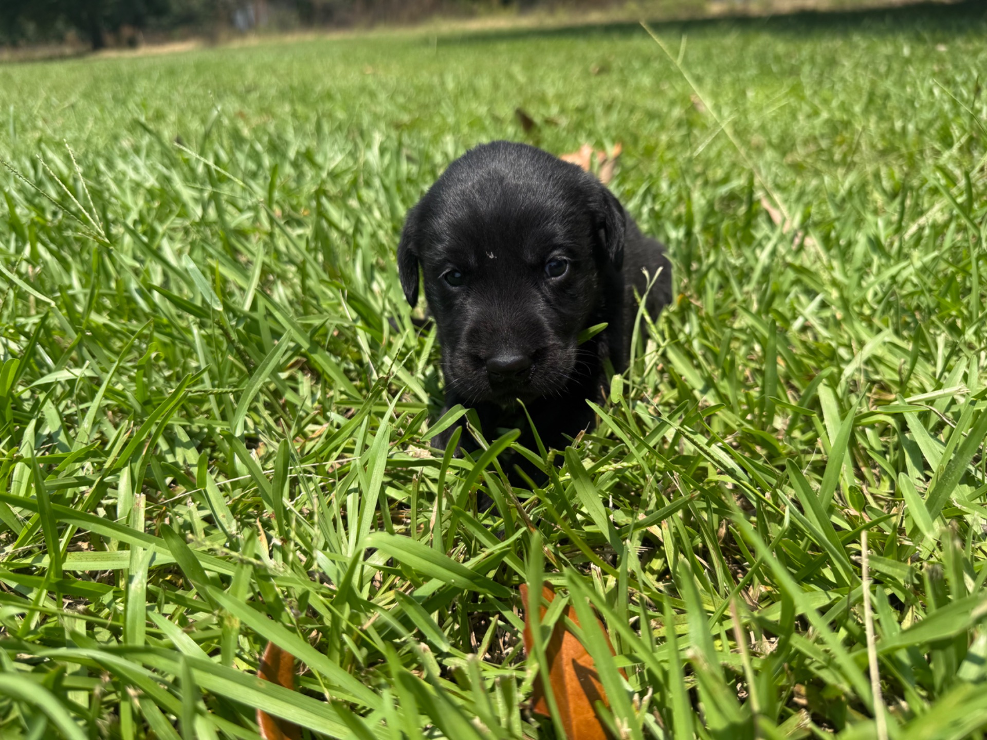 Evie 26 photo 4