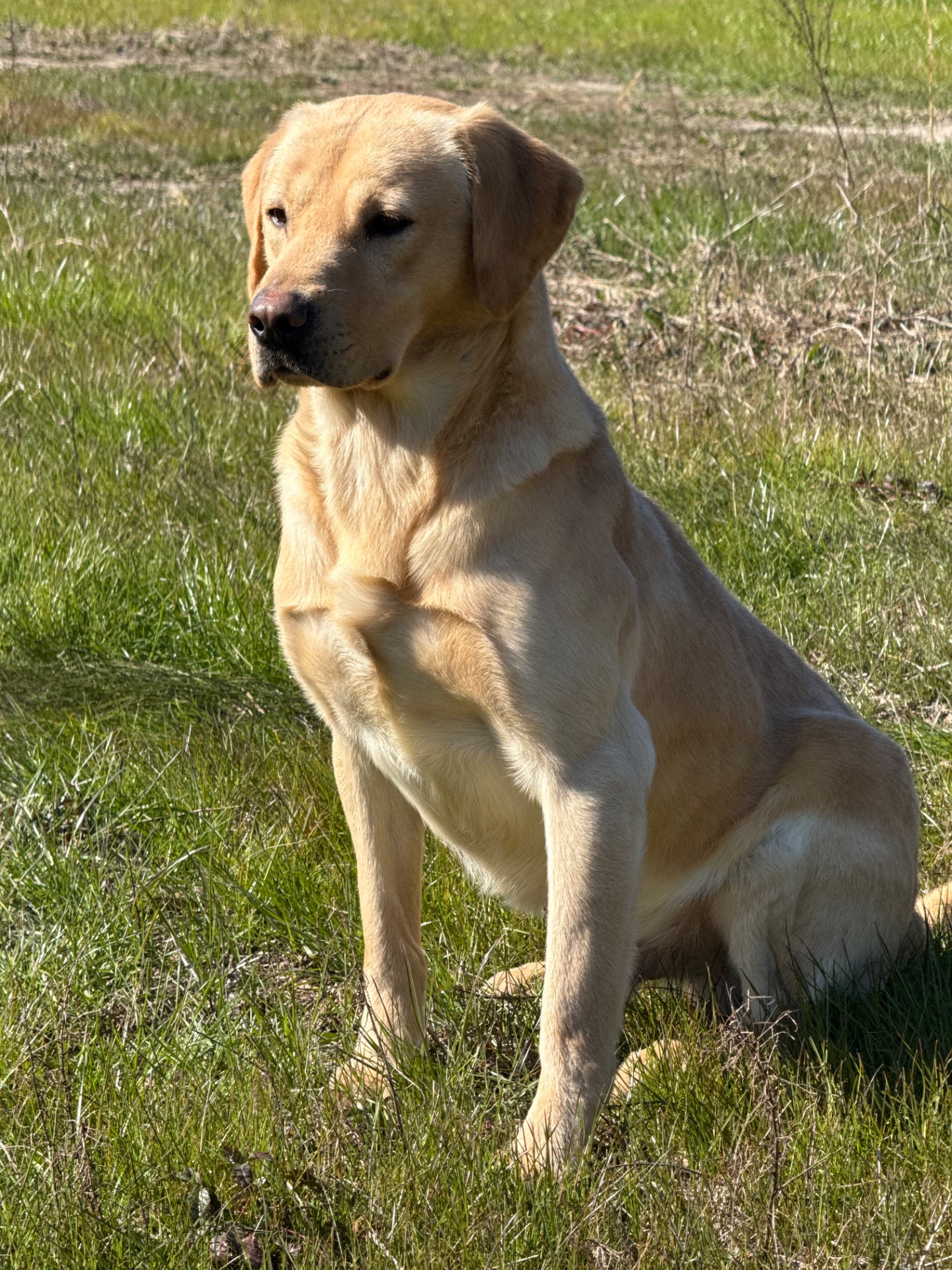 Tyson "Keenaghan Jupiter (BA4)"