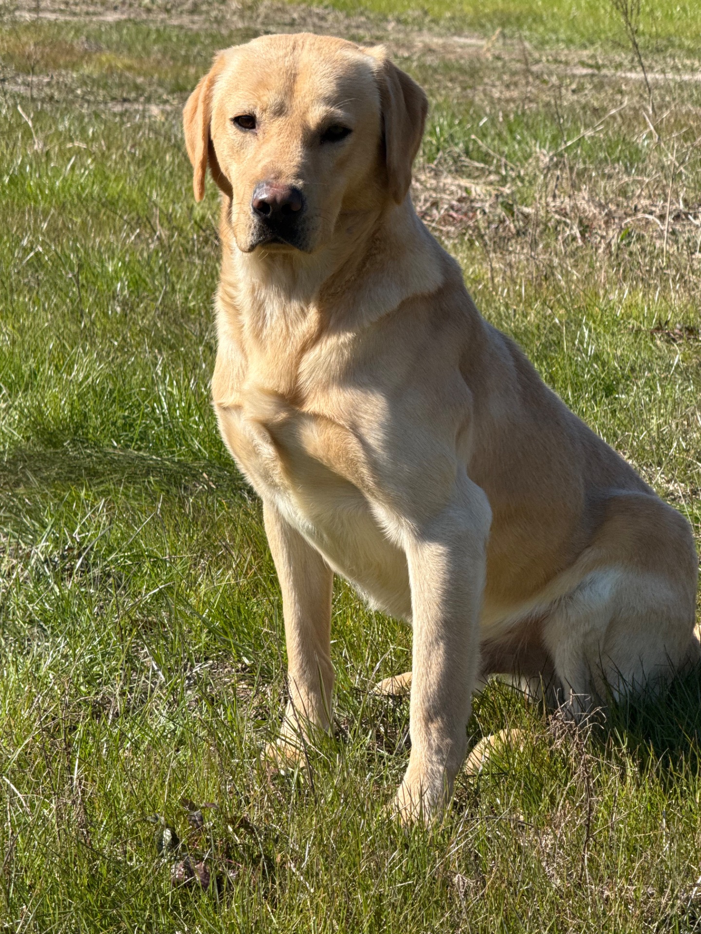 Tyson "Keenaghan Jupiter (BA4)" photo 2