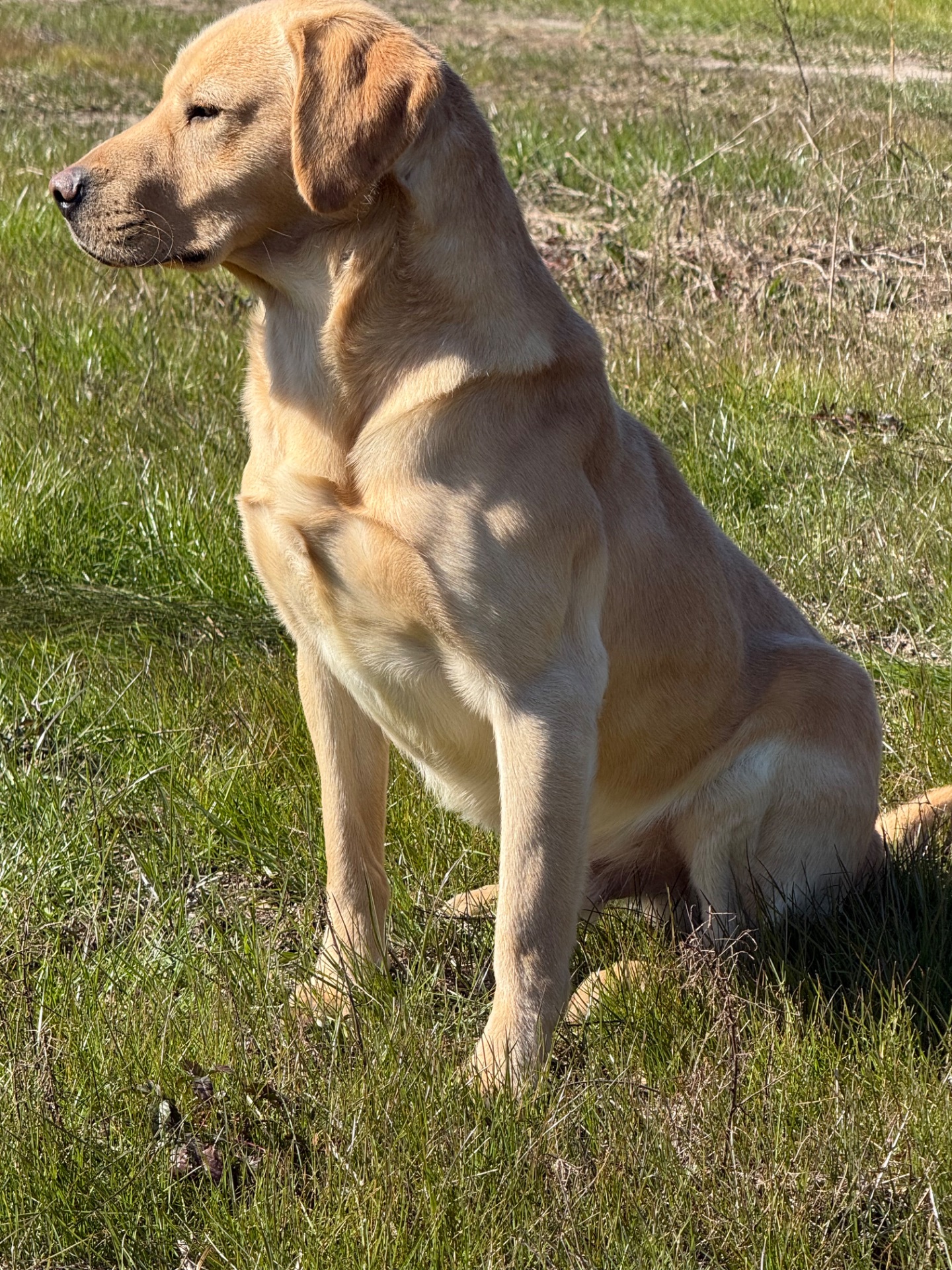 Tyson "Keenaghan Jupiter (BA4)" photo 3