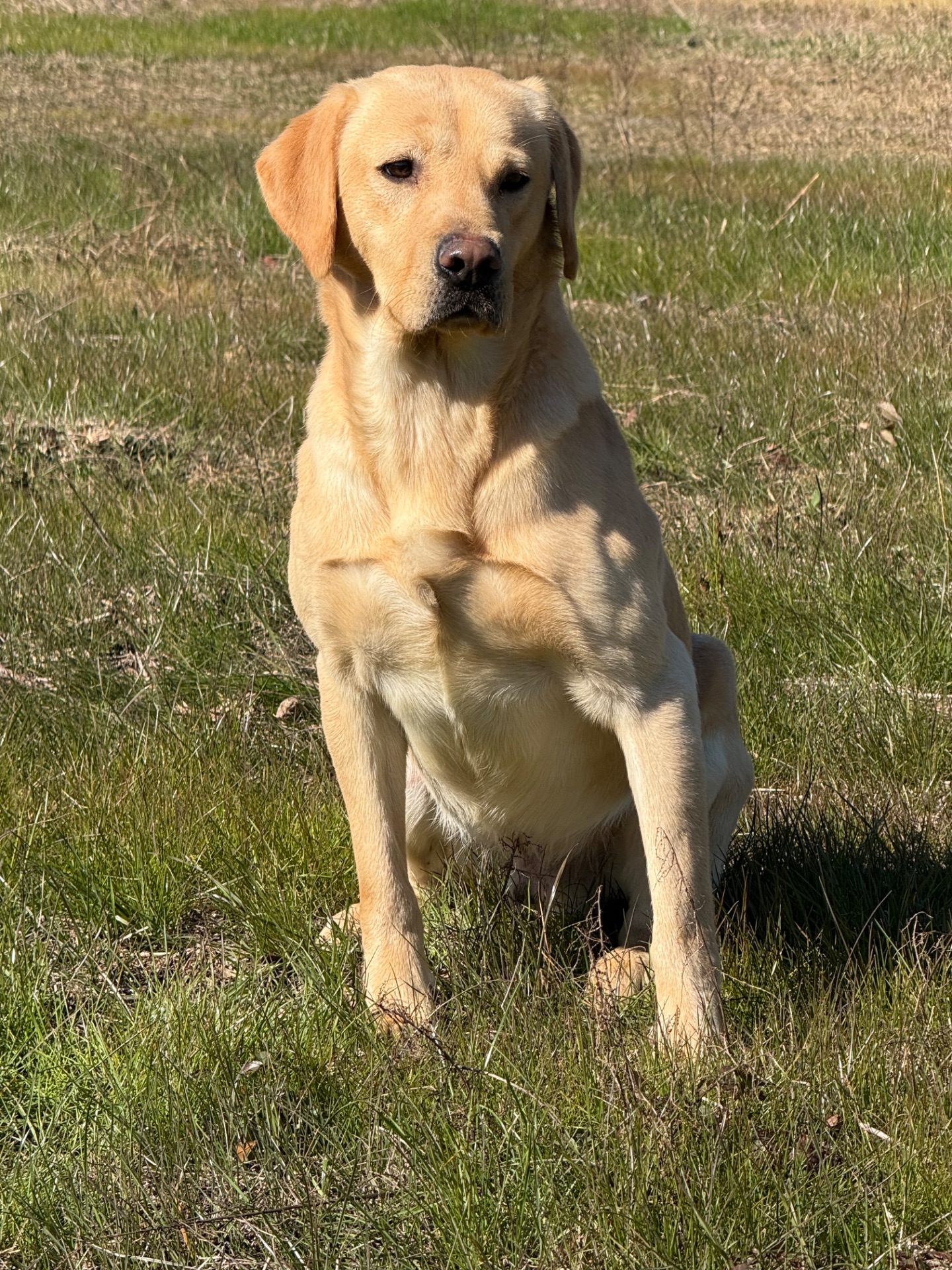 Tyson "Keenaghan Jupiter (BA4)" photo 4