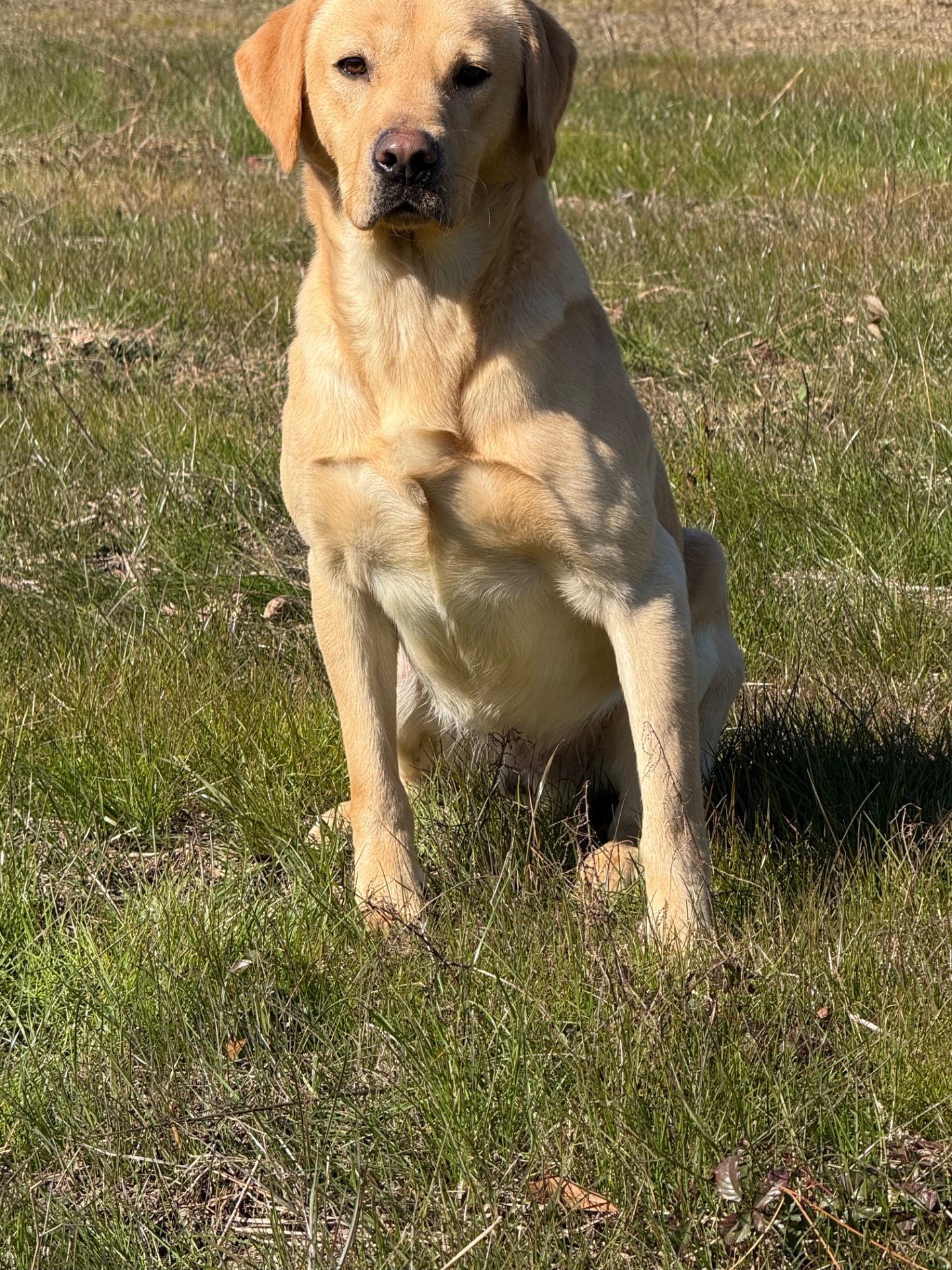 Tyson "Keenaghan Jupiter (BA4)" photo 5