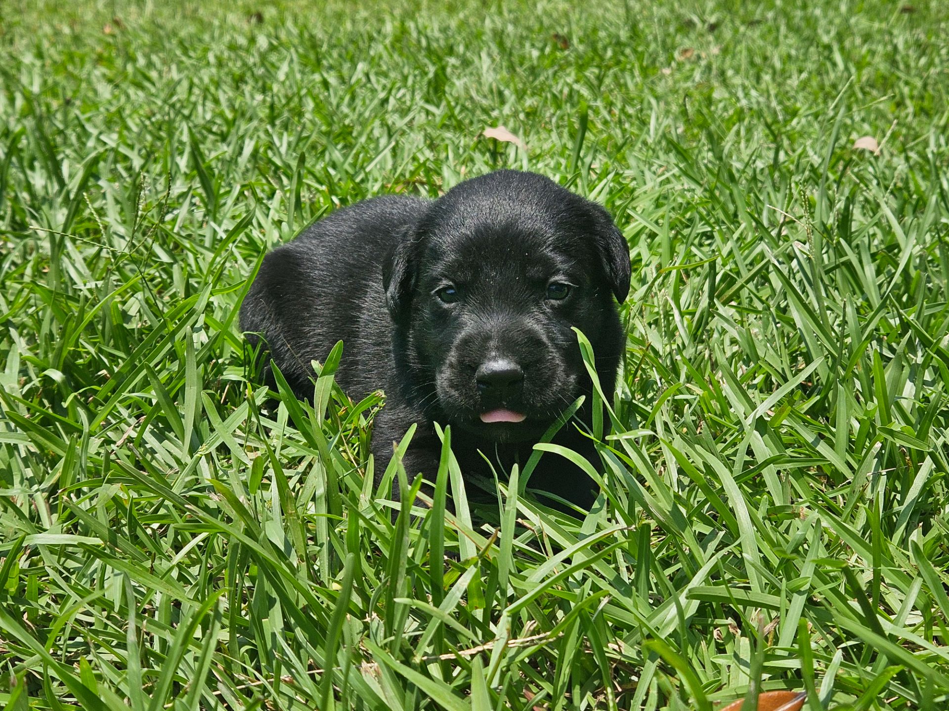 Otis 26