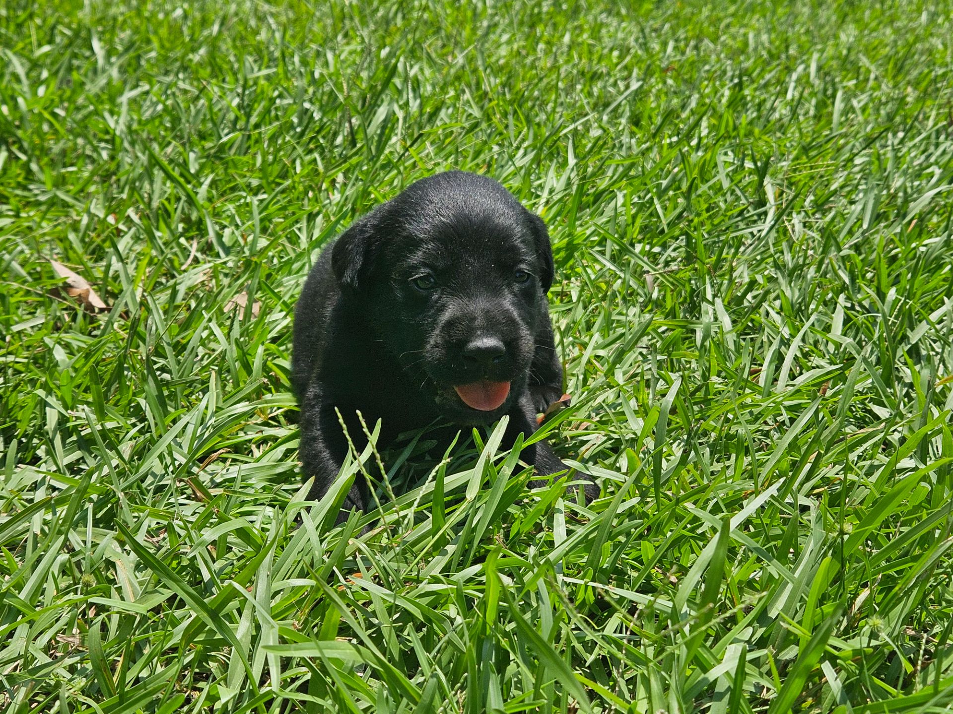 Otis 26 photo 3