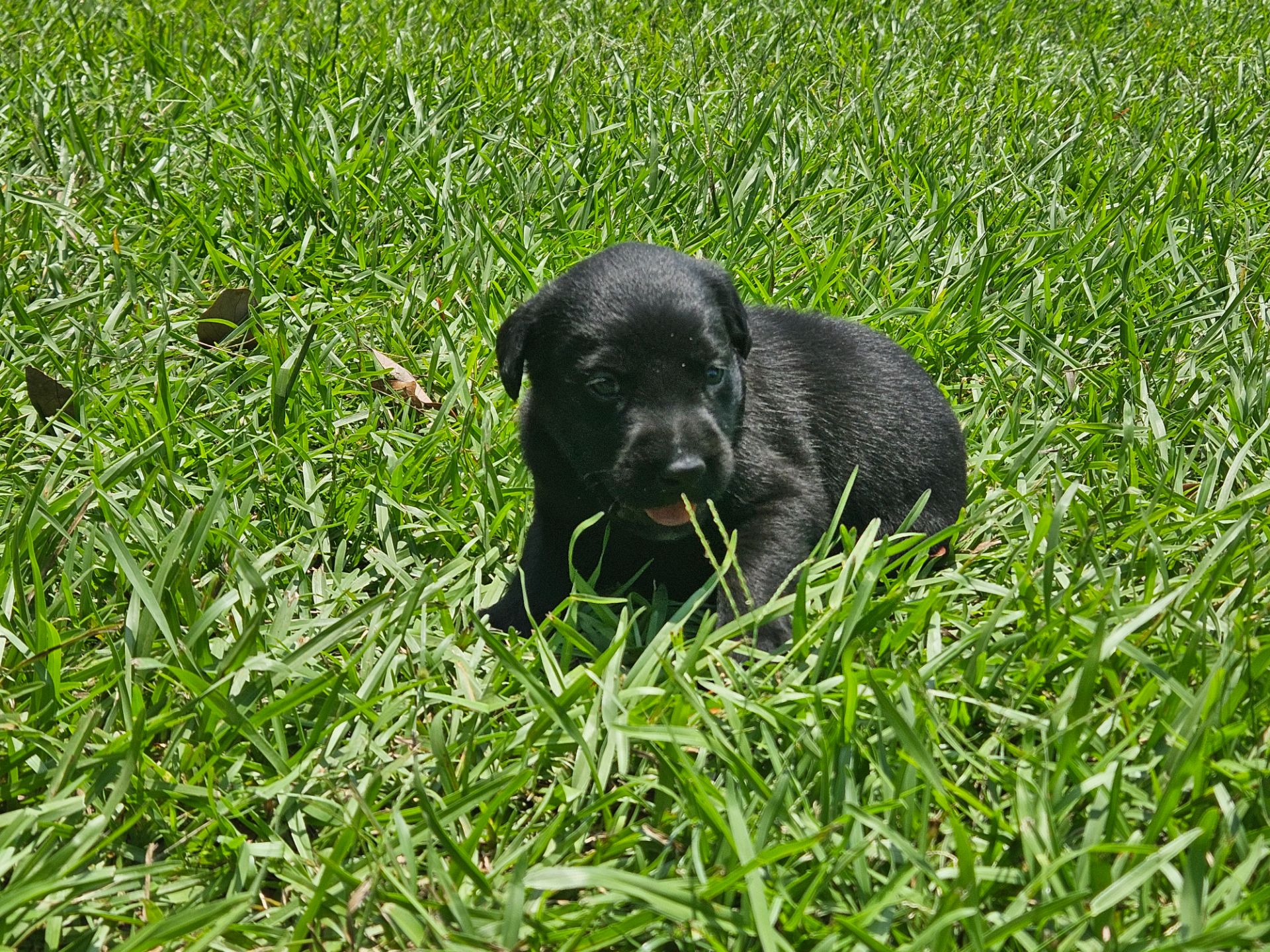 Otis 26 photo 4