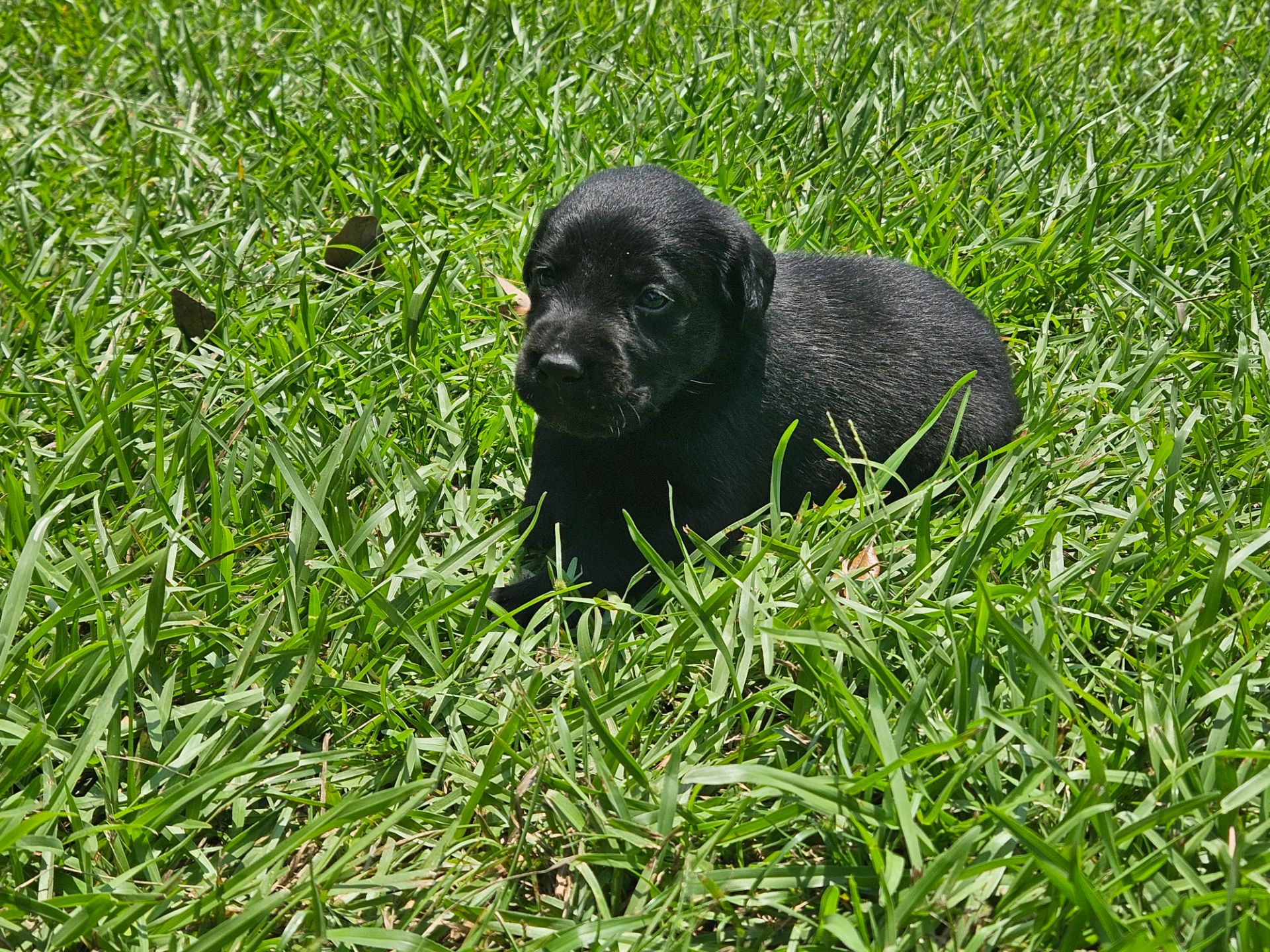 Otis 26 photo 5