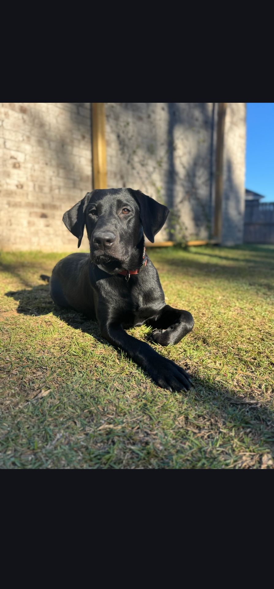 Oakley - Labrador Retriever