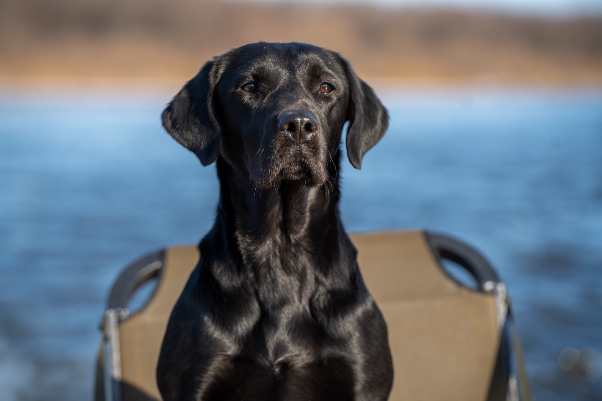 Wilma - Massbachs Bedrock Snoozer