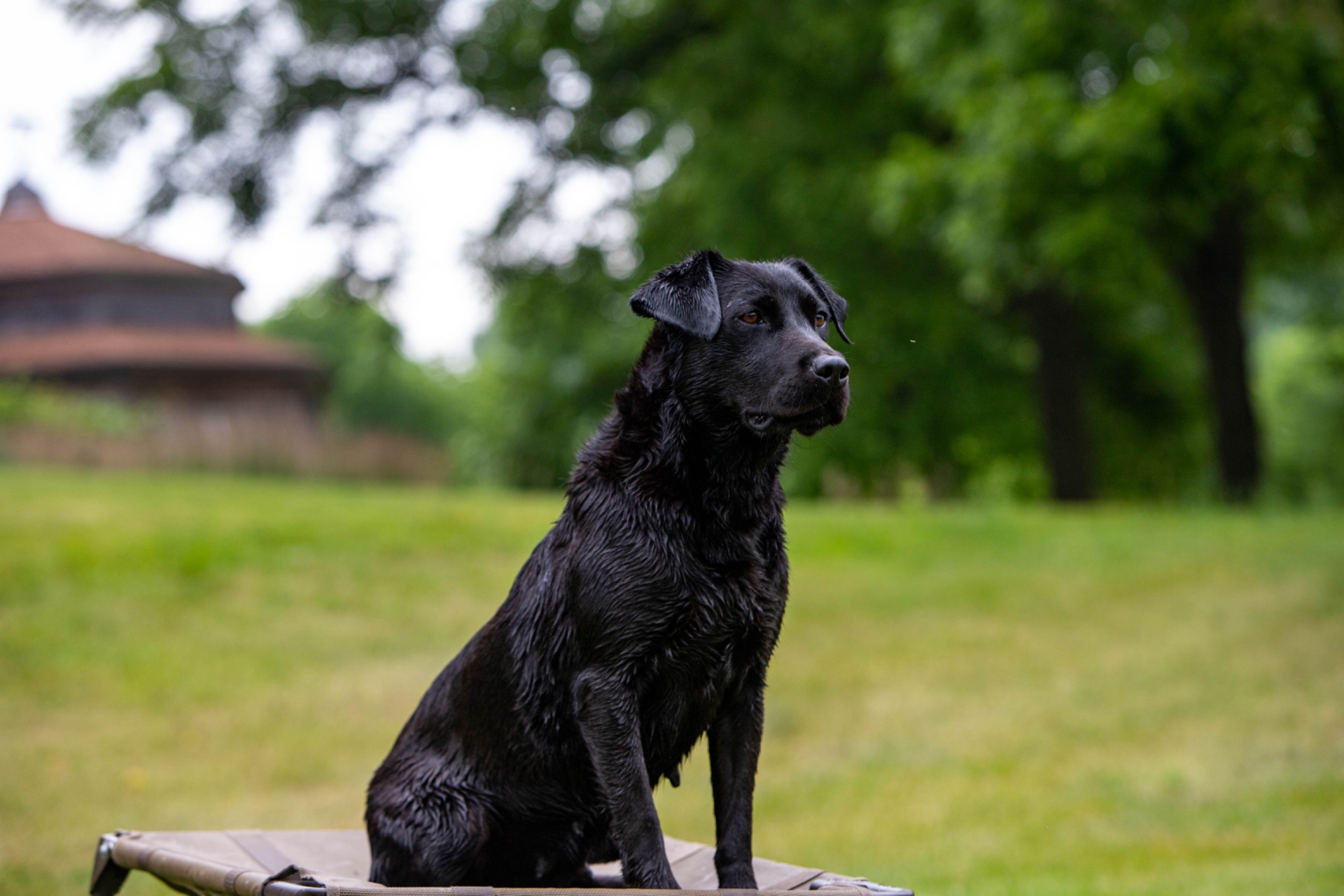 Emma - Massbachs Bonnie Of Diablos Emma