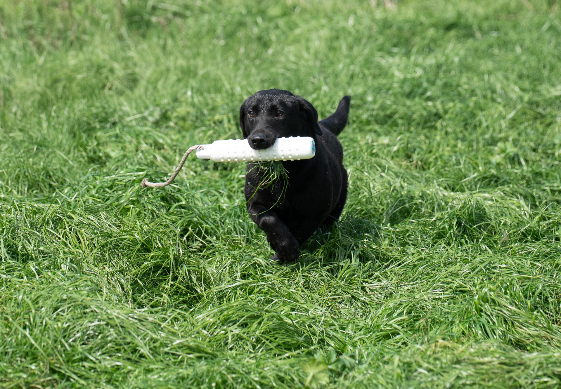 Midge B "midge OF Haggisbank" photo 2