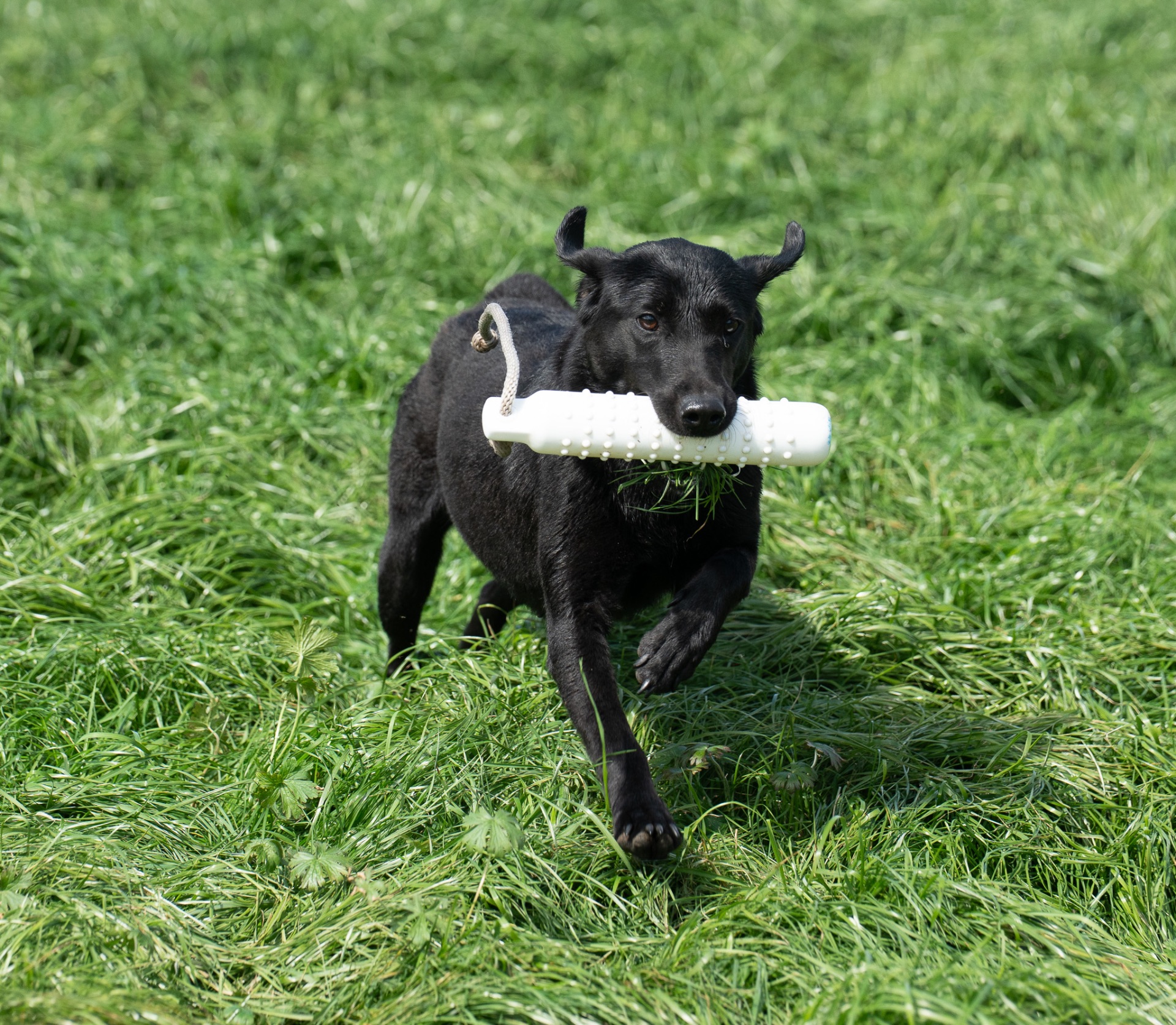 Midge B "midge OF Haggisbank" photo 3