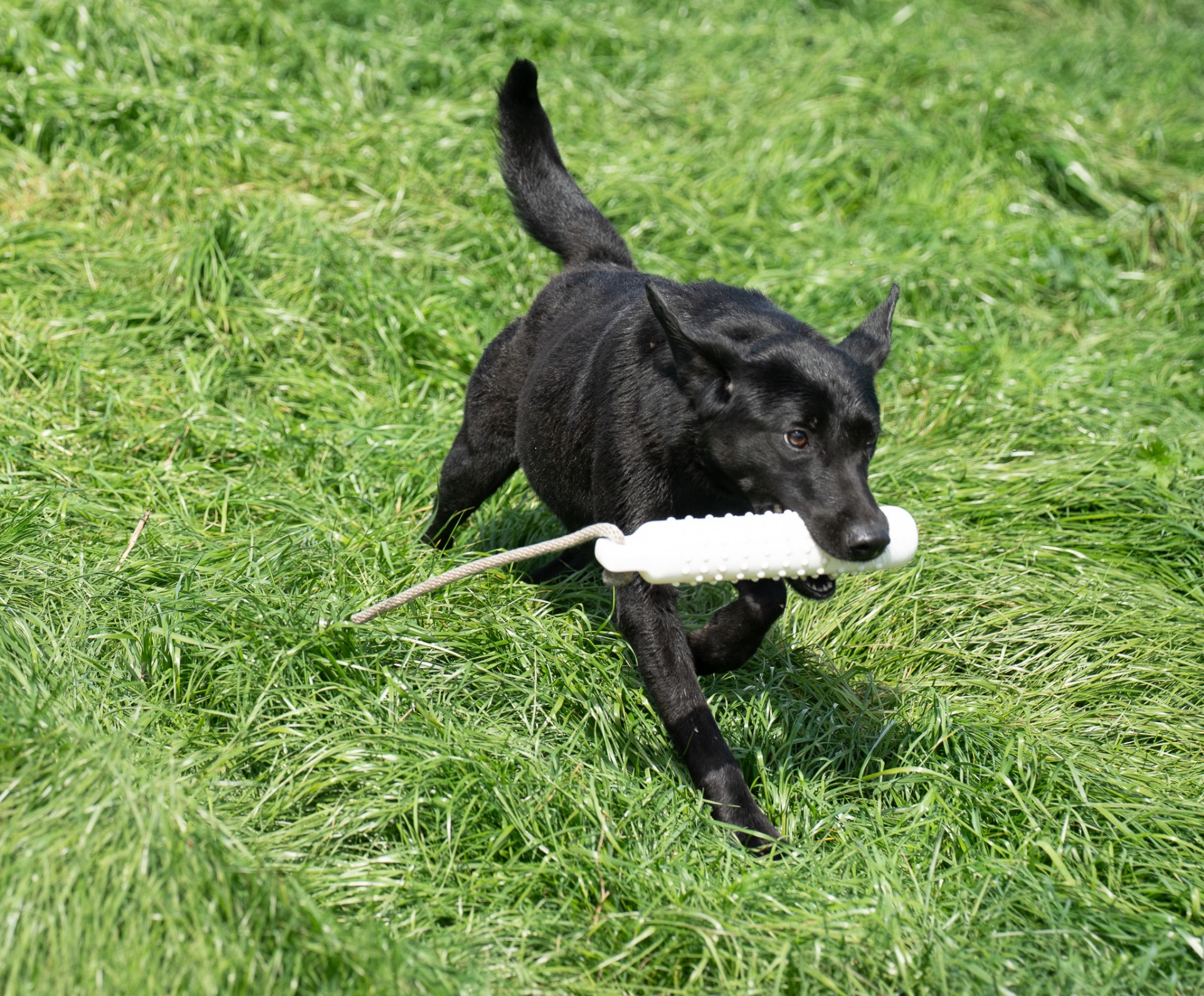 Midge B "midge OF Haggisbank" photo 4