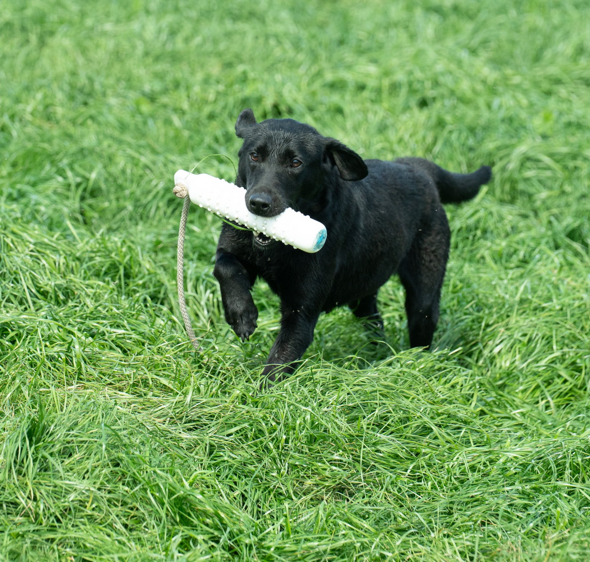 Midge B "midge OF Haggisbank" photo 5