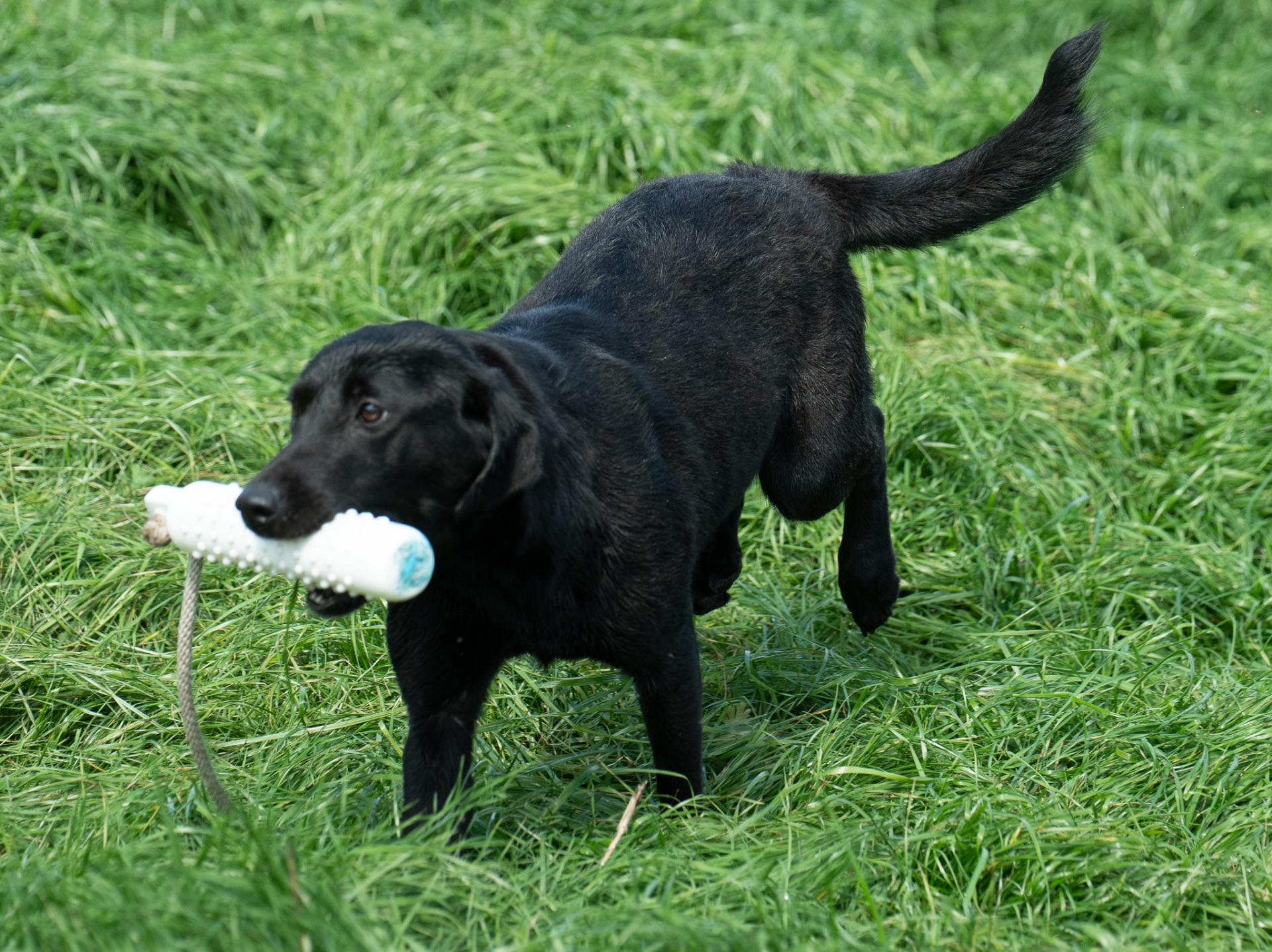 Midge B "midge OF Haggisbank" photo 6