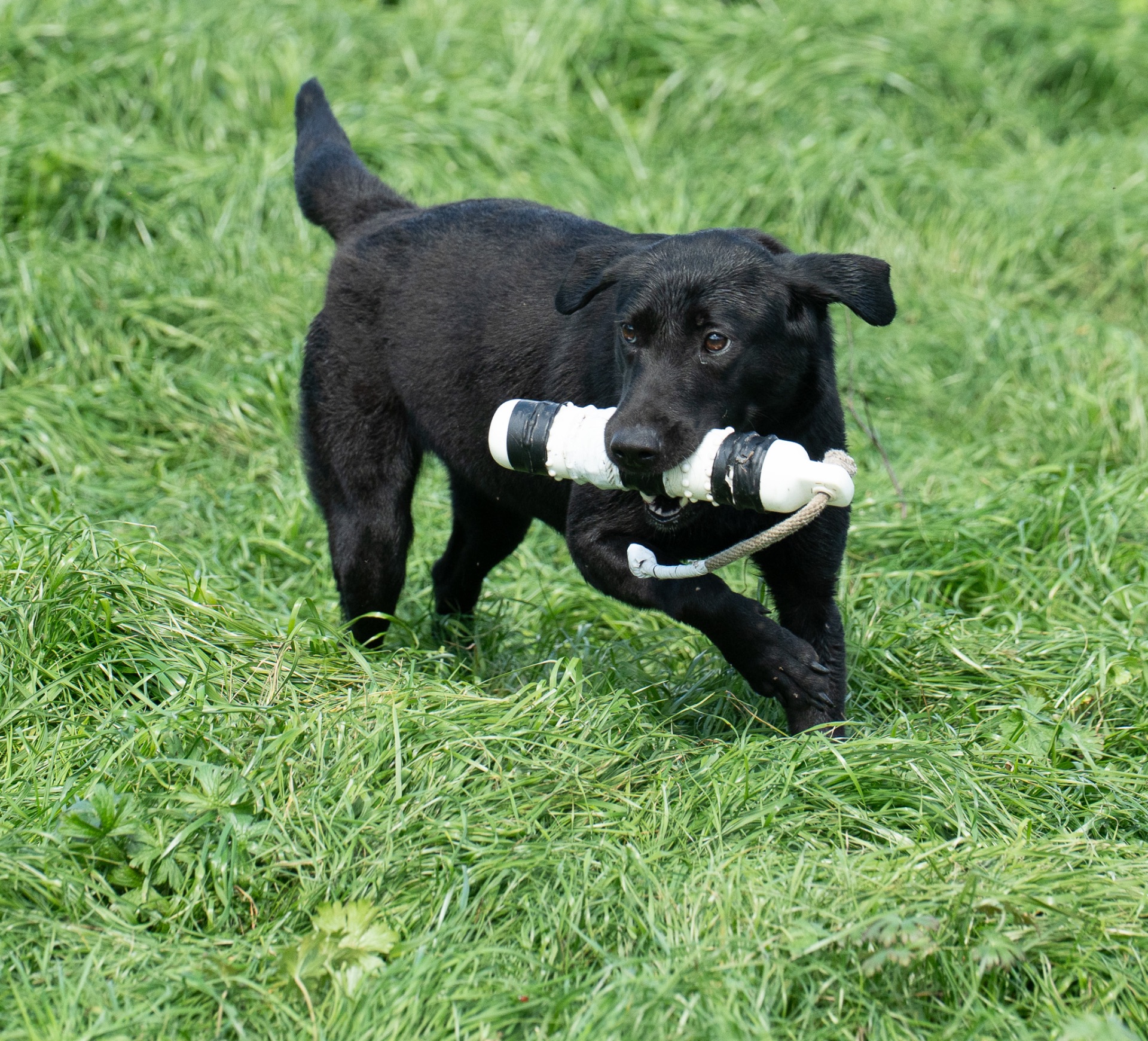 Midge B "midge OF Haggisbank"