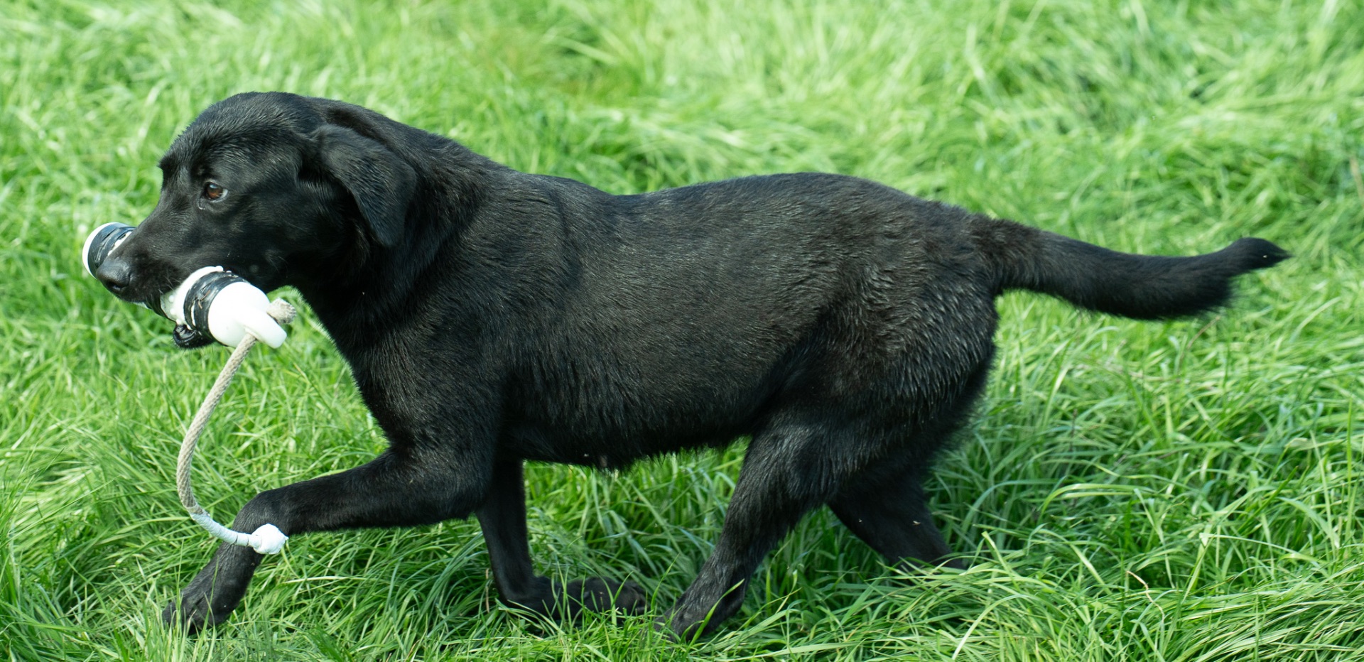 Midge B "midge OF Haggisbank" photo 7