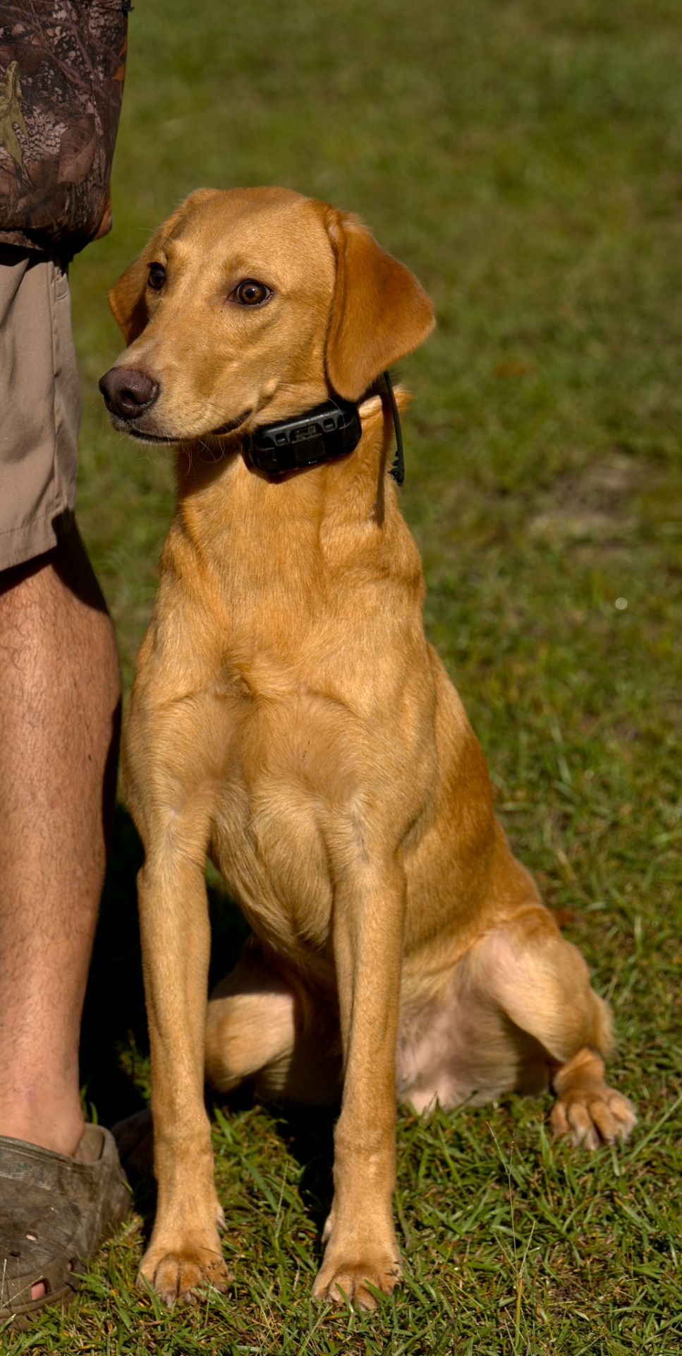 Rufus 25 photo 4