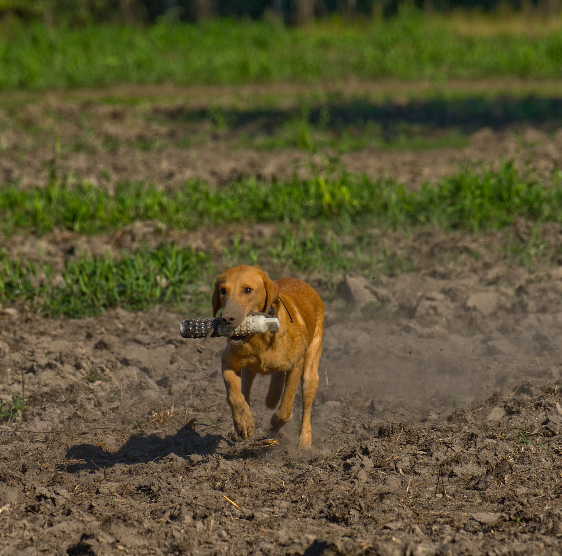 Rufus 25 photo 5