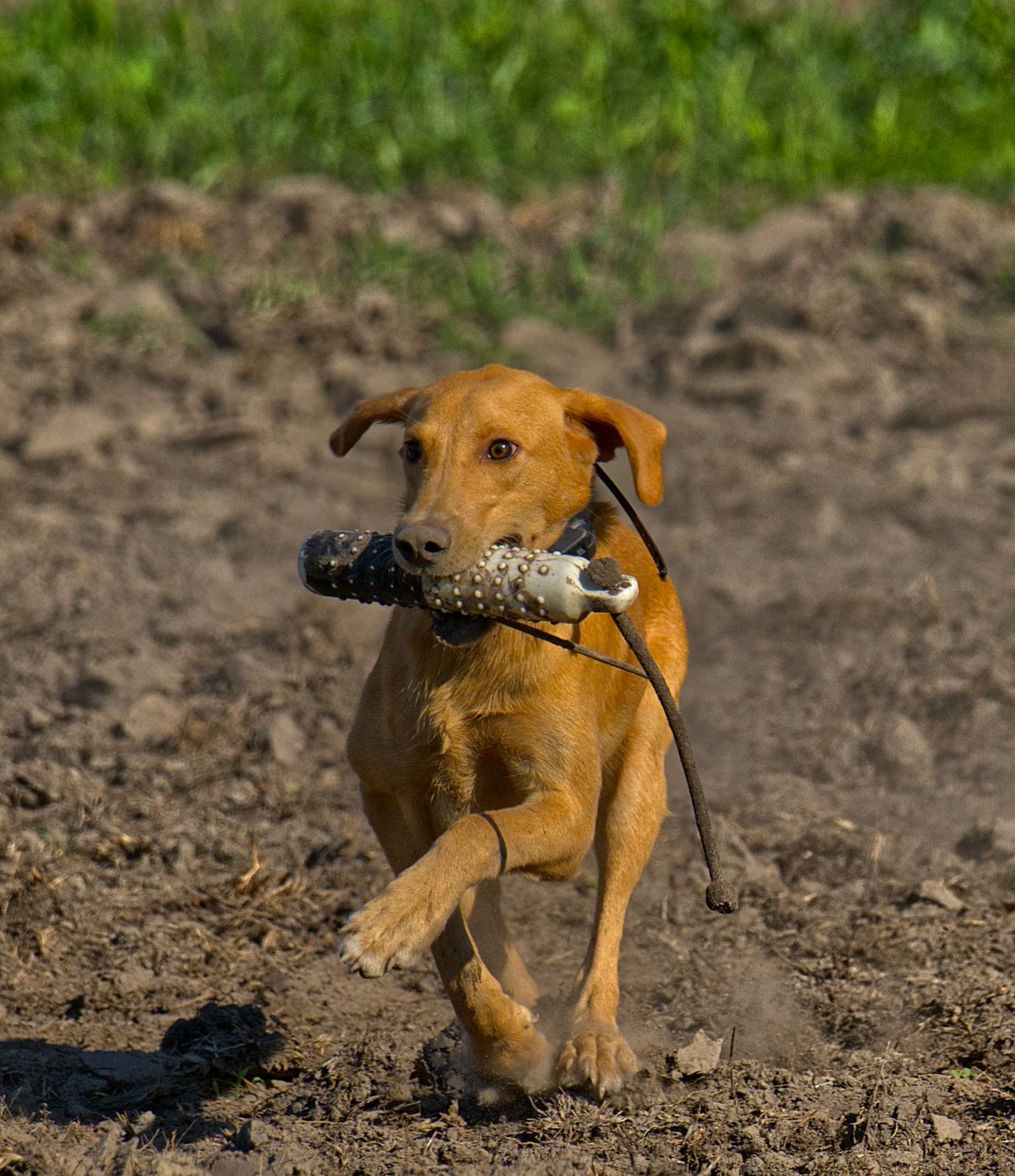 Rufus 25 photo 8