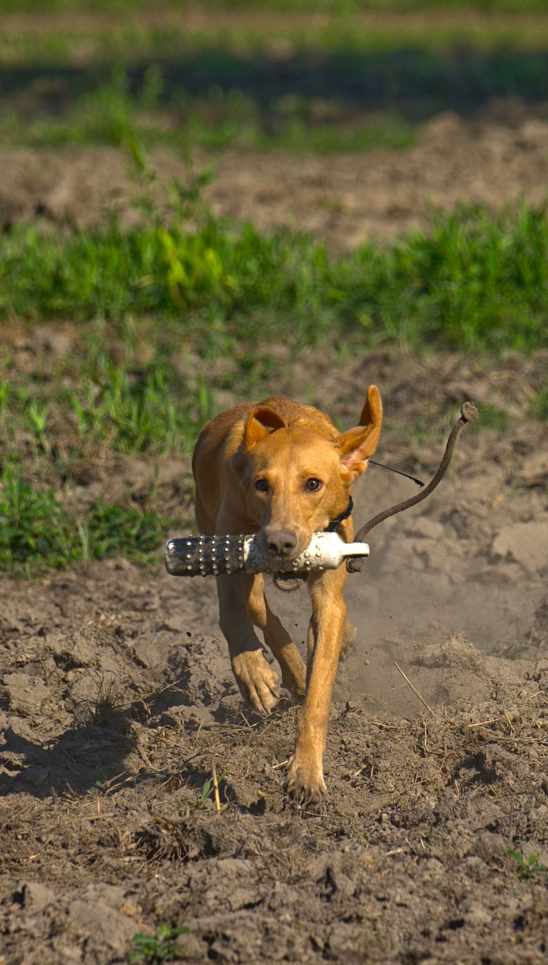 Rufus 25 photo 9