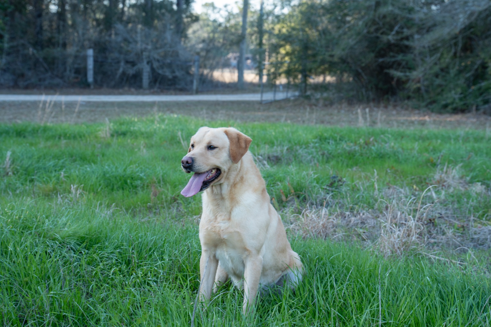 Milo "Haggisbank Milo (UK)" photo 2