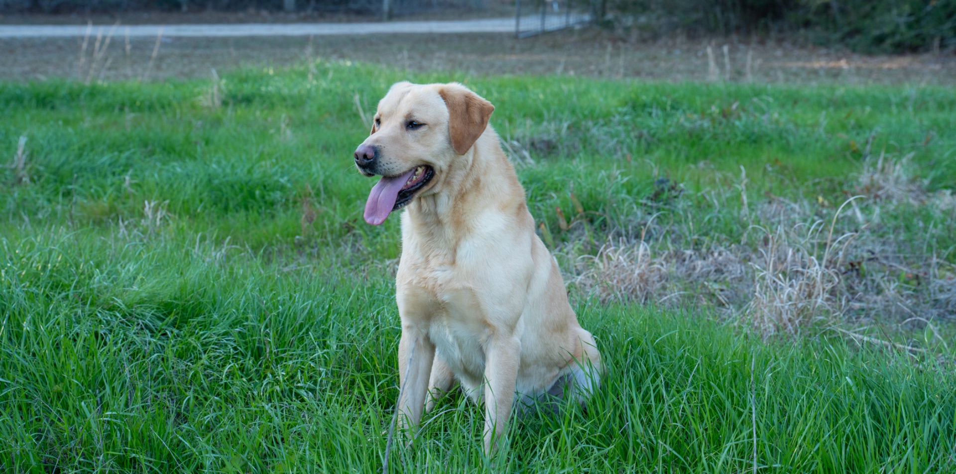 Milo "Haggisbank Milo (UK)" photo 3