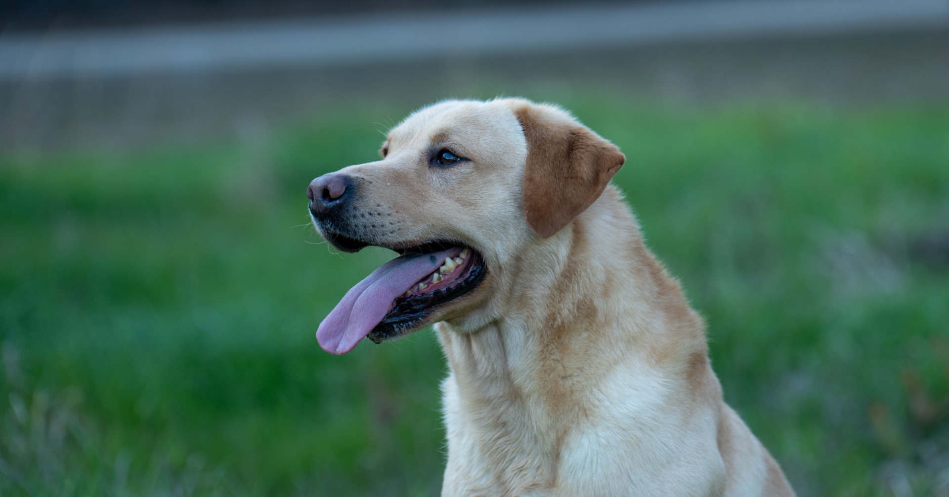 Milo "Haggisbank Milo (UK)" photo 4