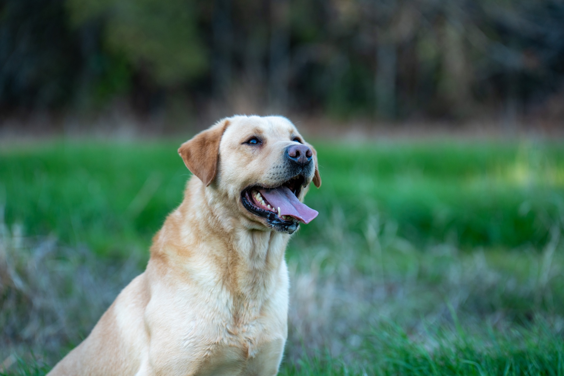 Milo "Haggisbank Milo (UK)" photo 5