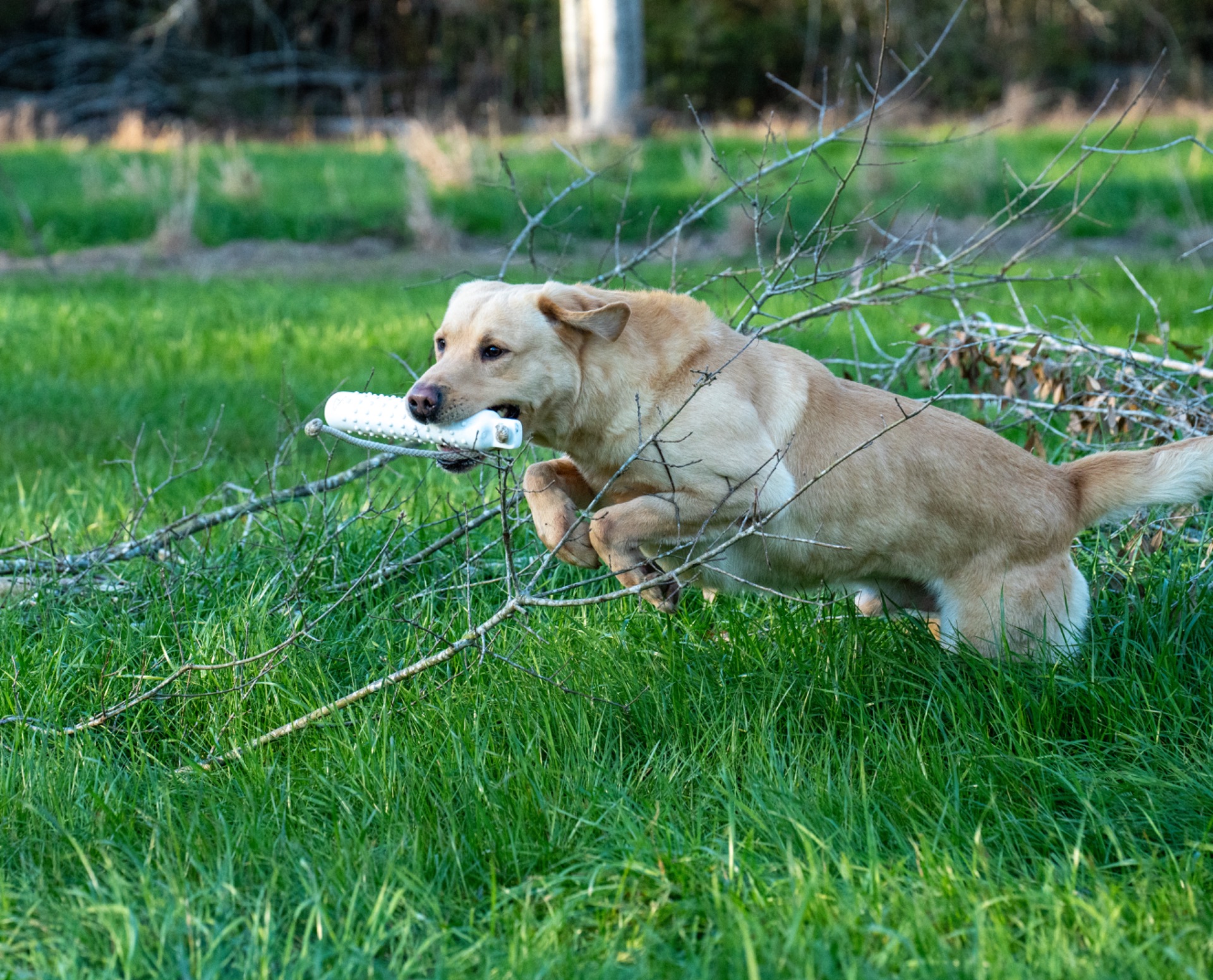 Milo "Haggisbank Milo (UK)" photo 6