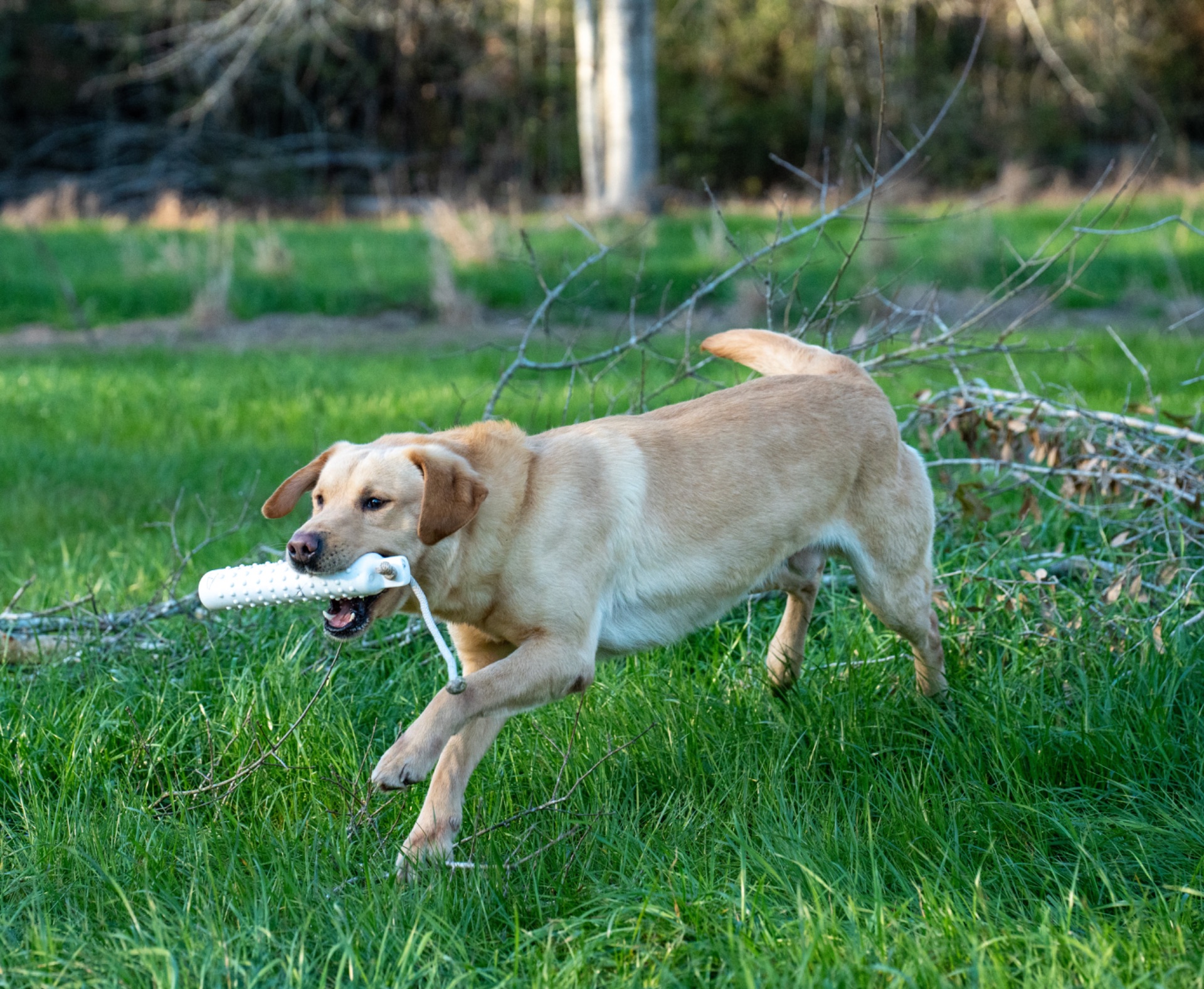 Milo "Haggisbank Milo (UK)" photo 7