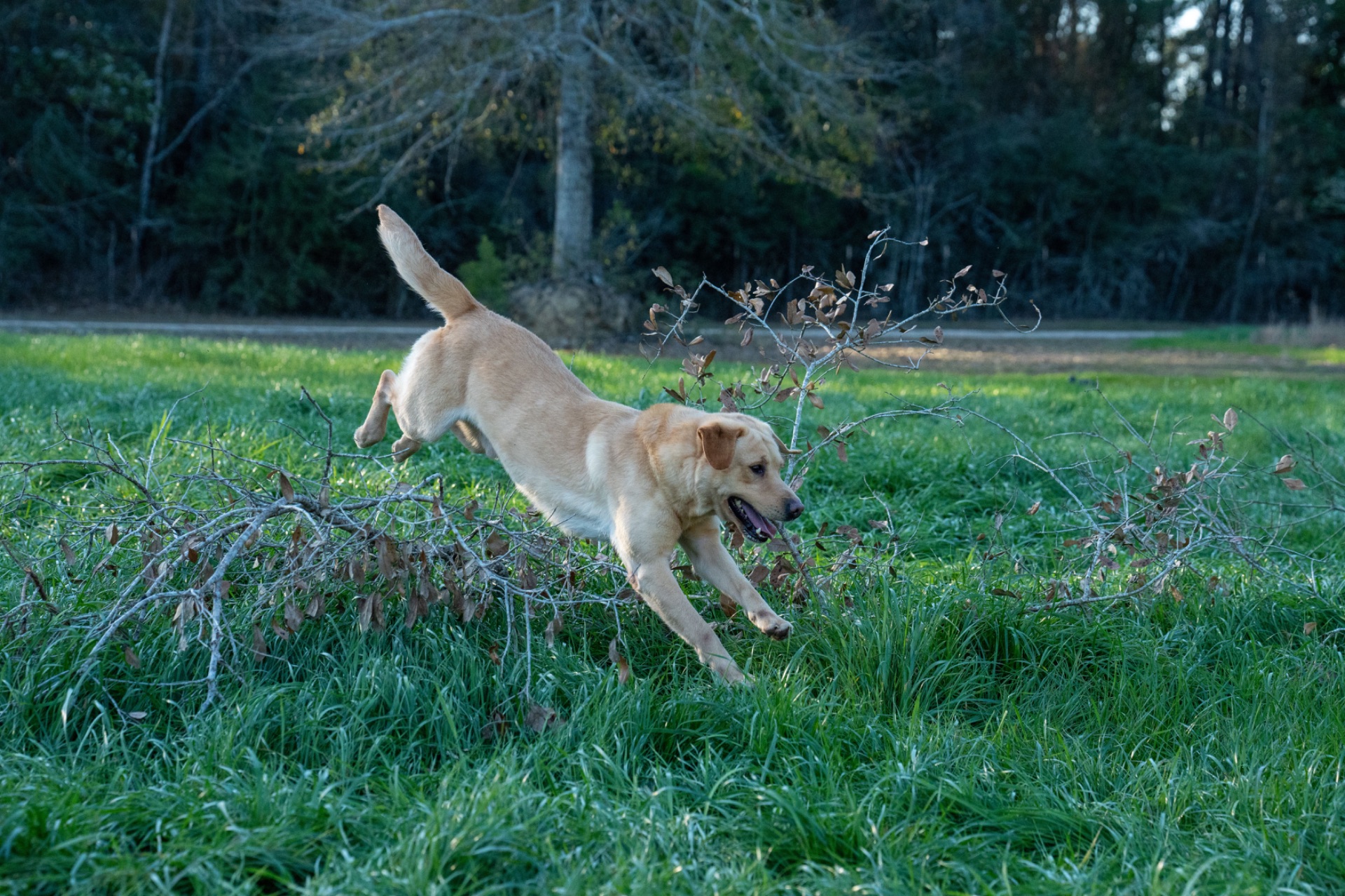 Milo "Haggisbank Milo (UK)" photo 8