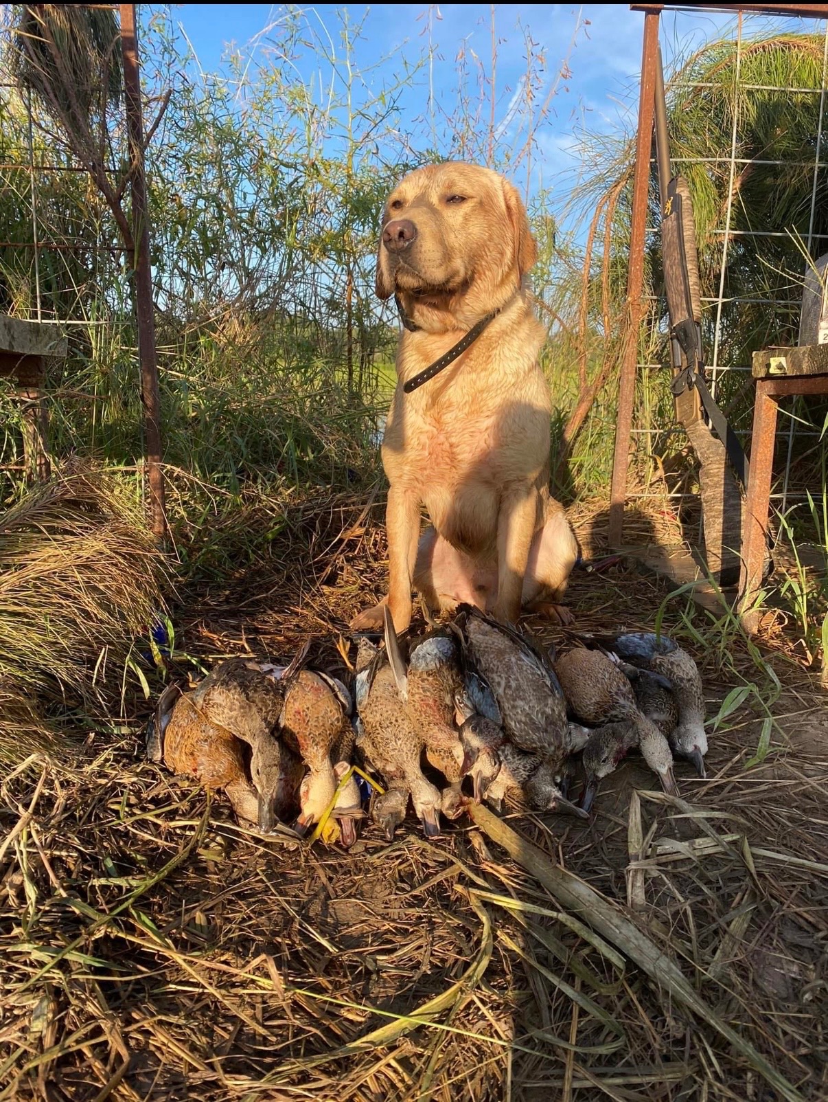 Milo "Haggisbank Milo (UK)" photo 10