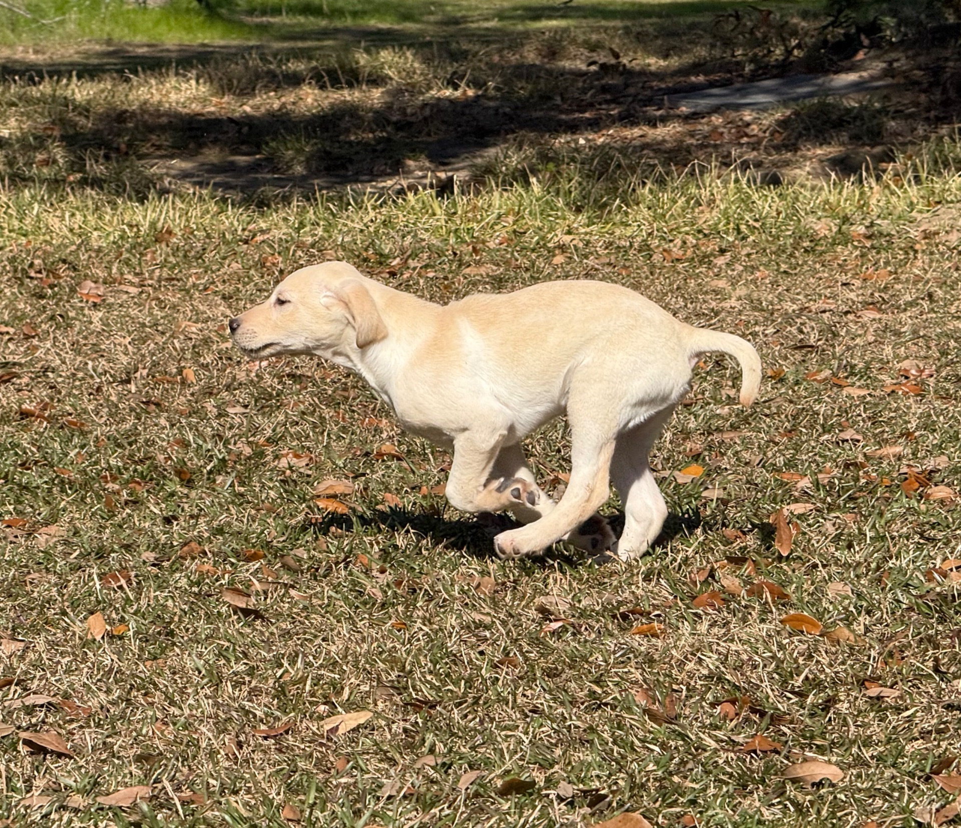 Lola 25 photo 4