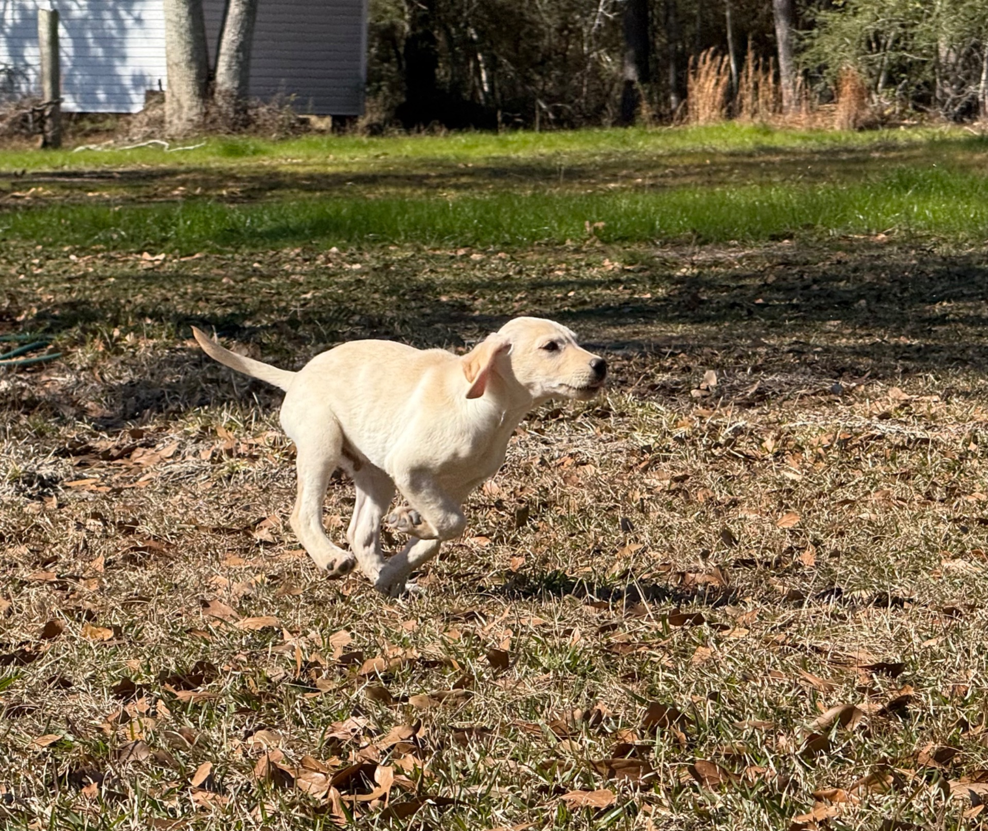 Lola 25 photo 5