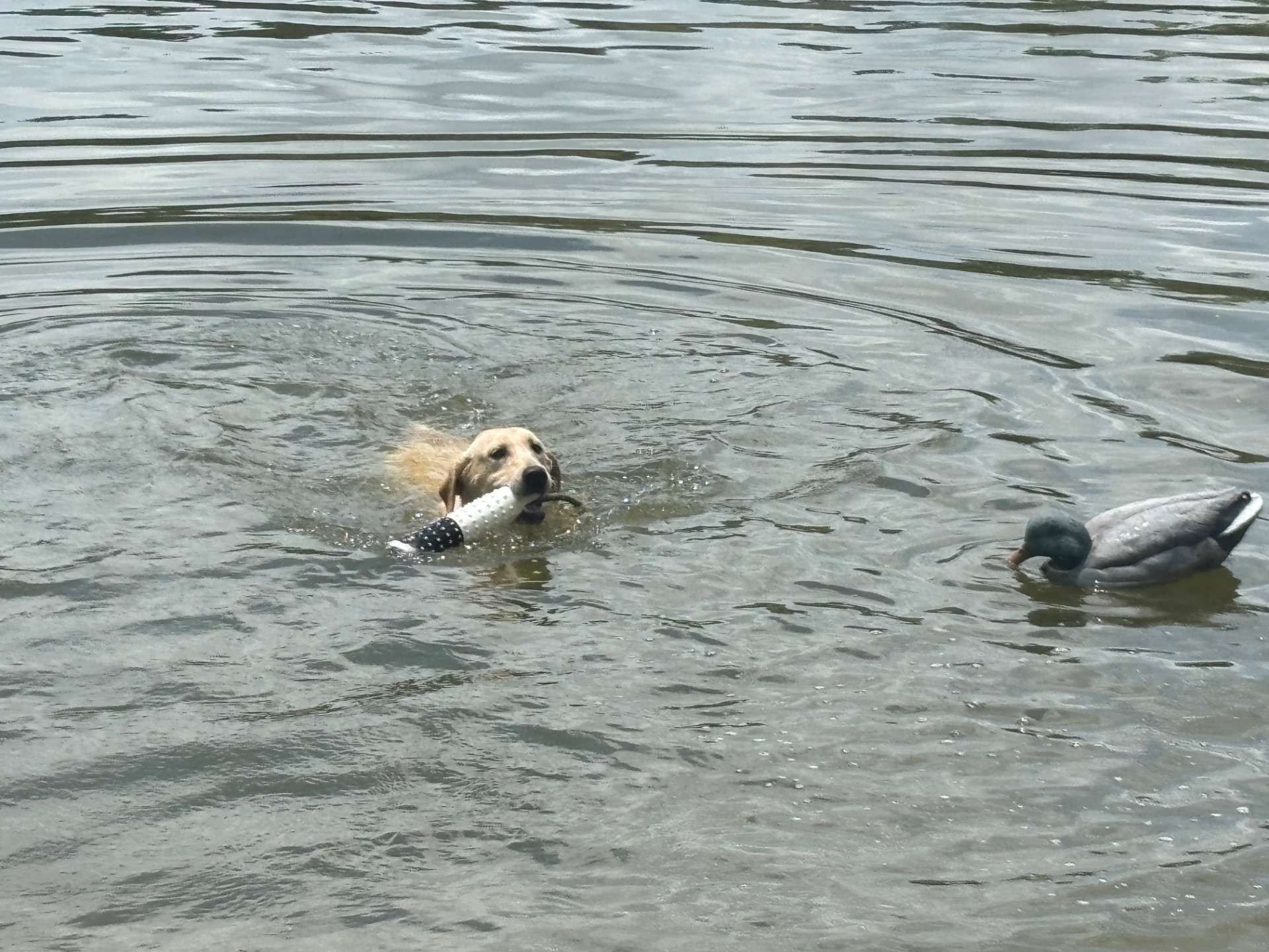 Lola 25 photo 7