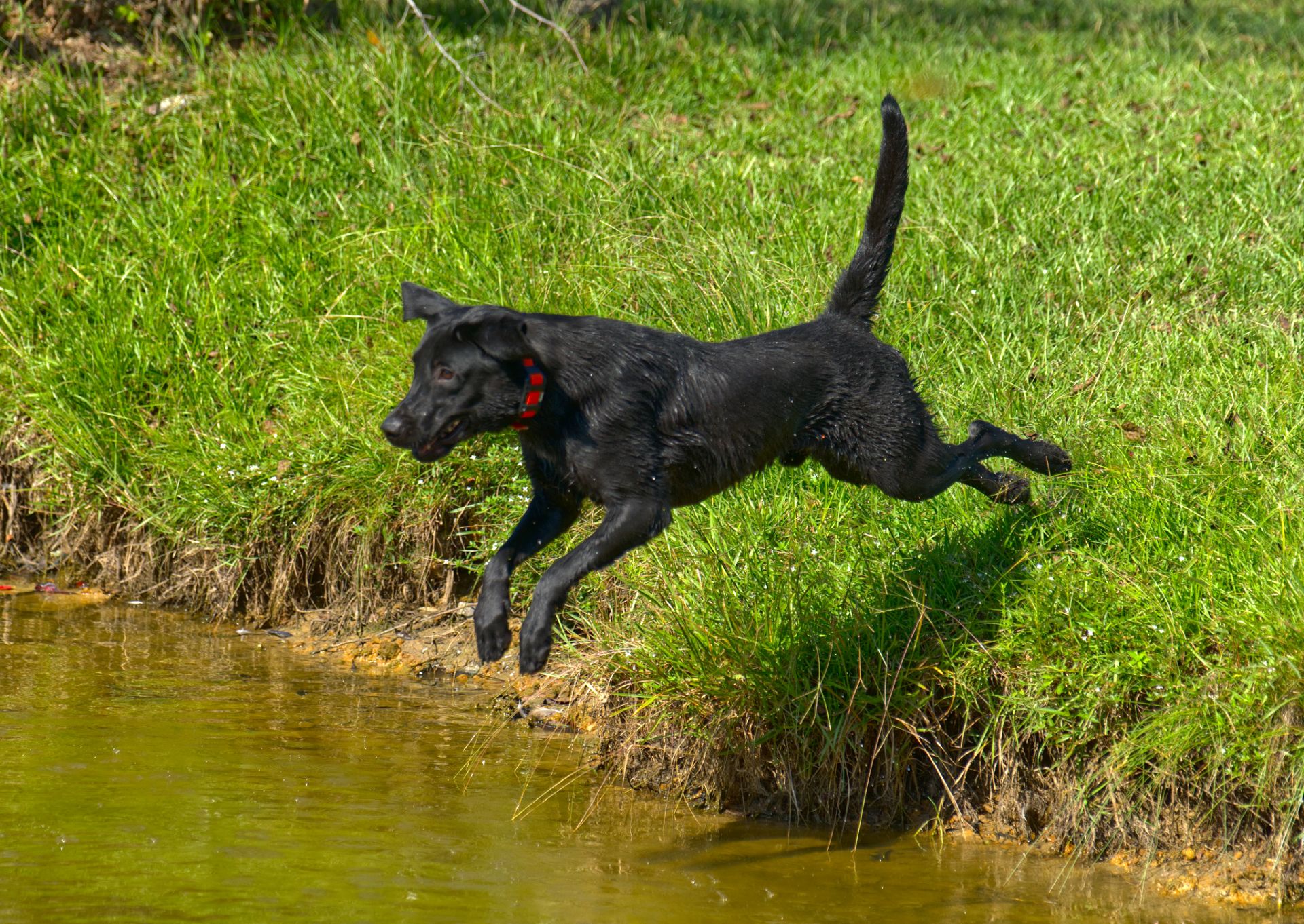 Duke 25 photo 7