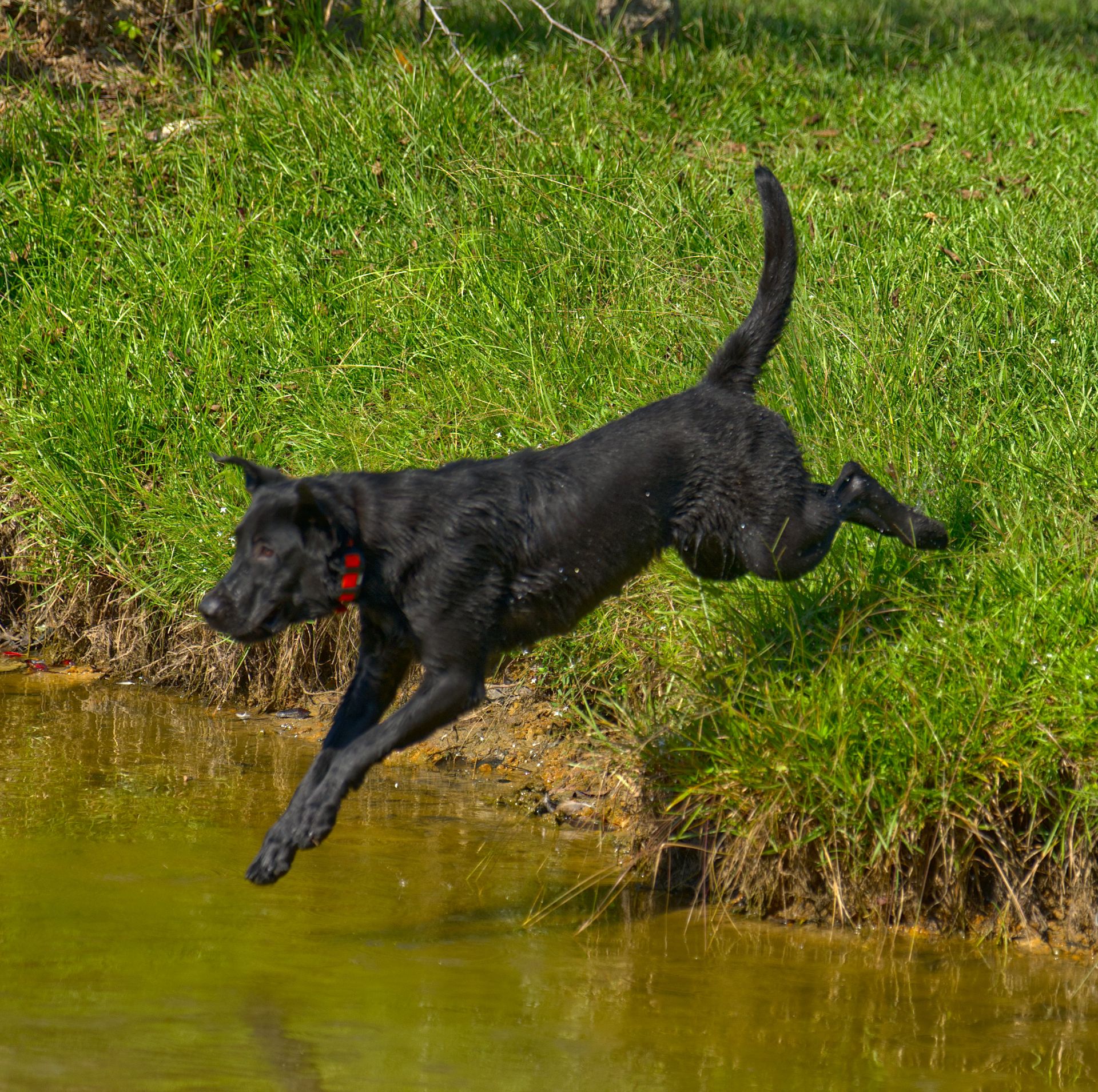Duke 25 photo 9