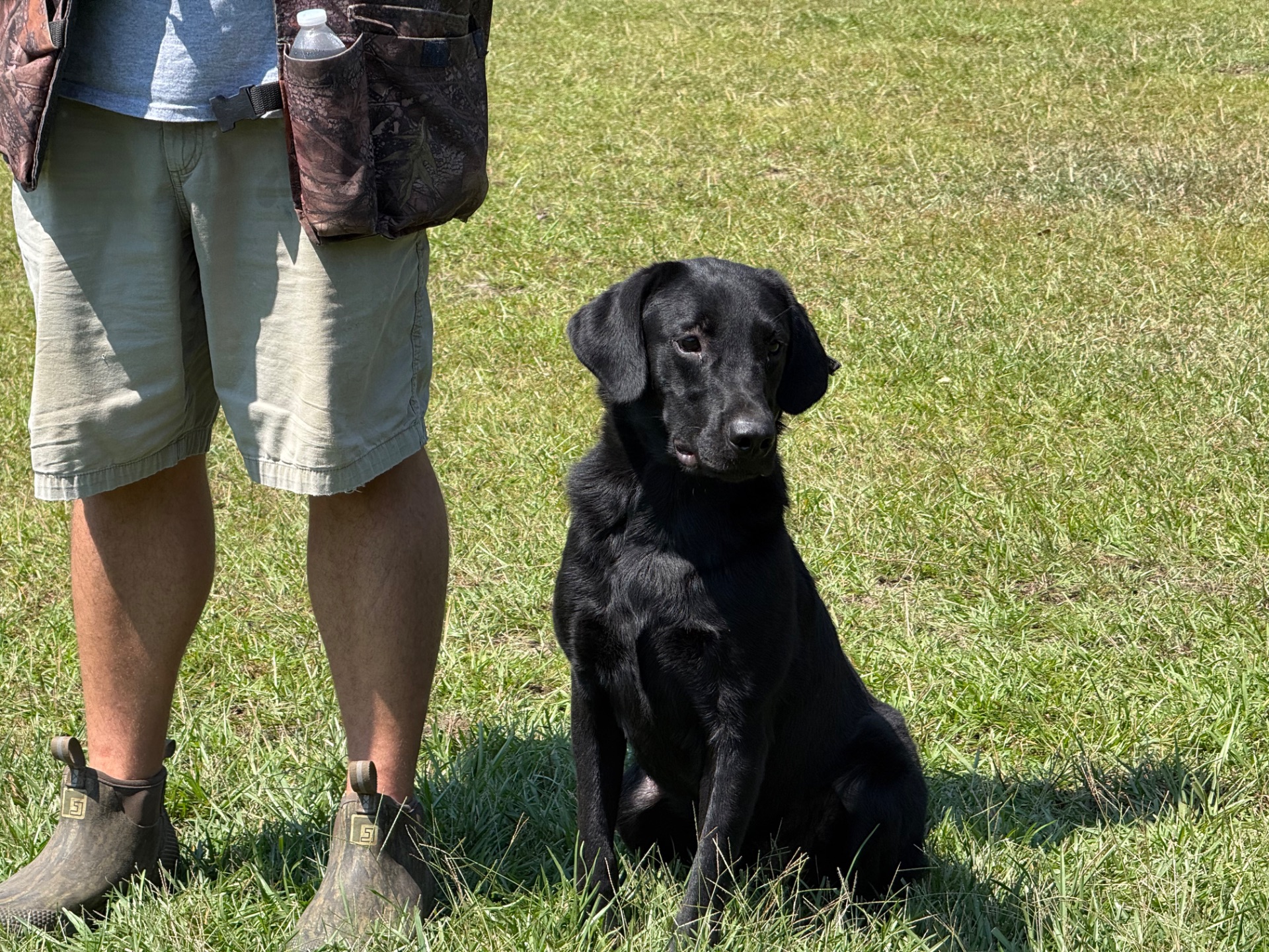 Duke 25, Labrador Retriever