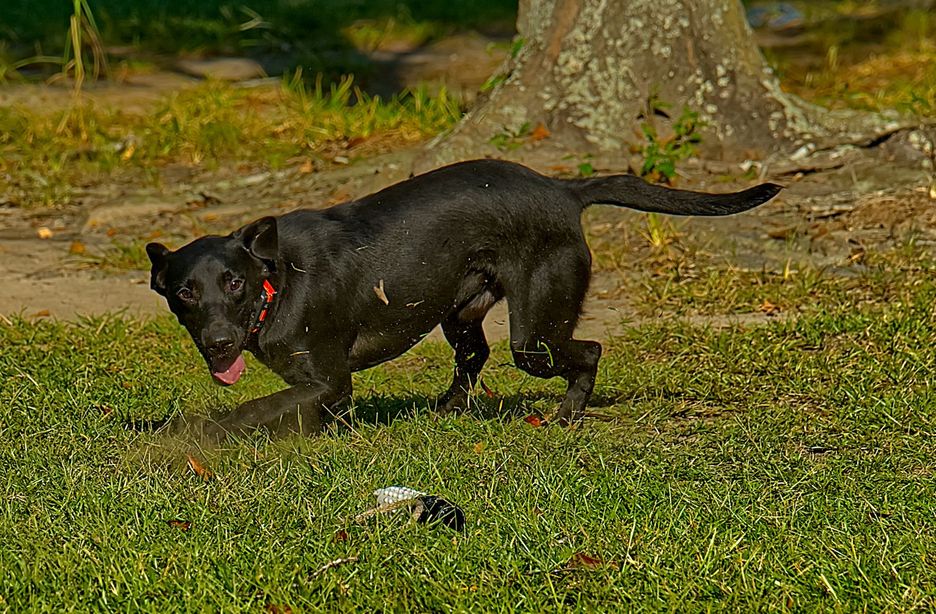 Hobbs 25 photo 8