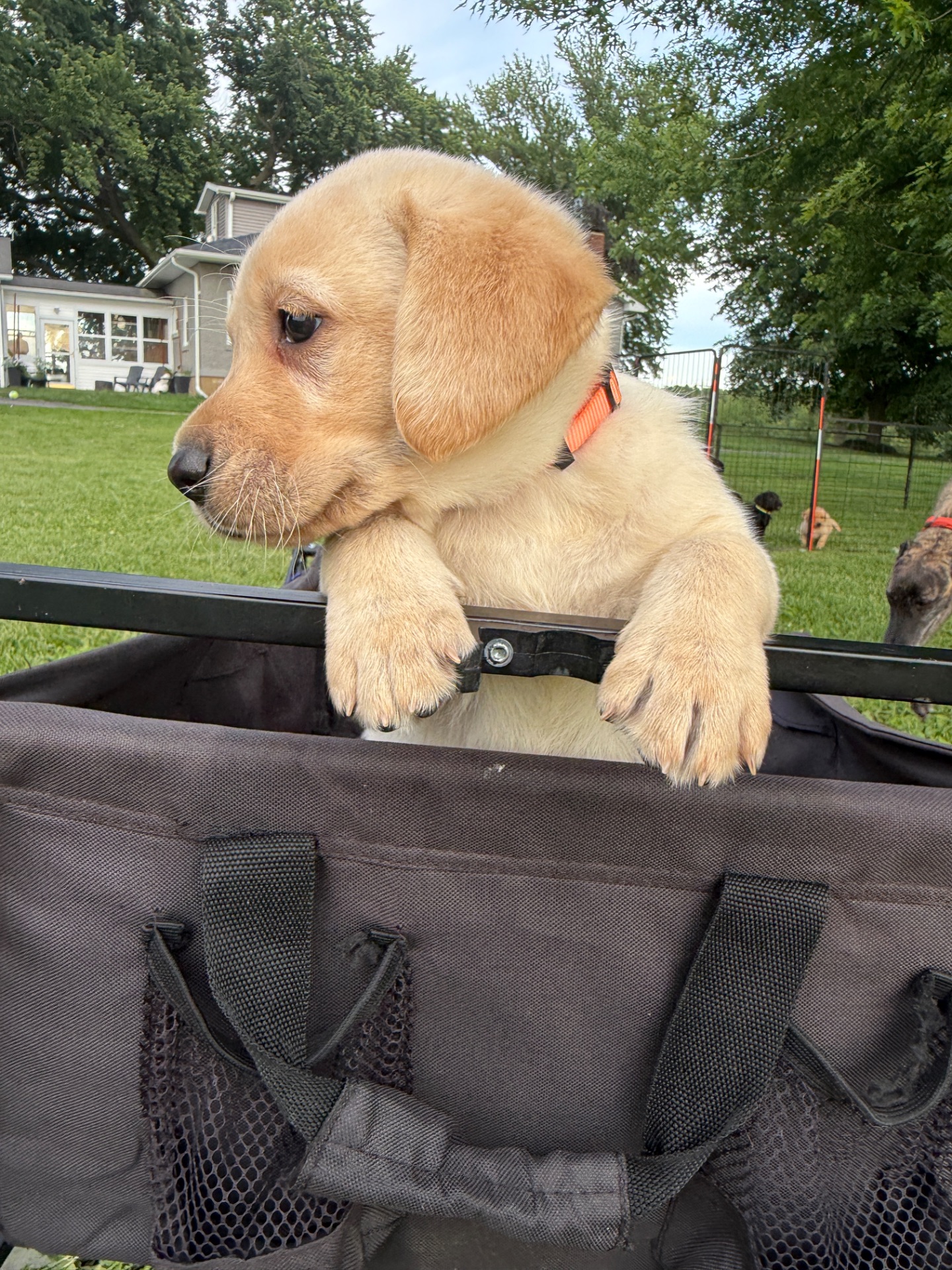 Maverick (Orange Collar)