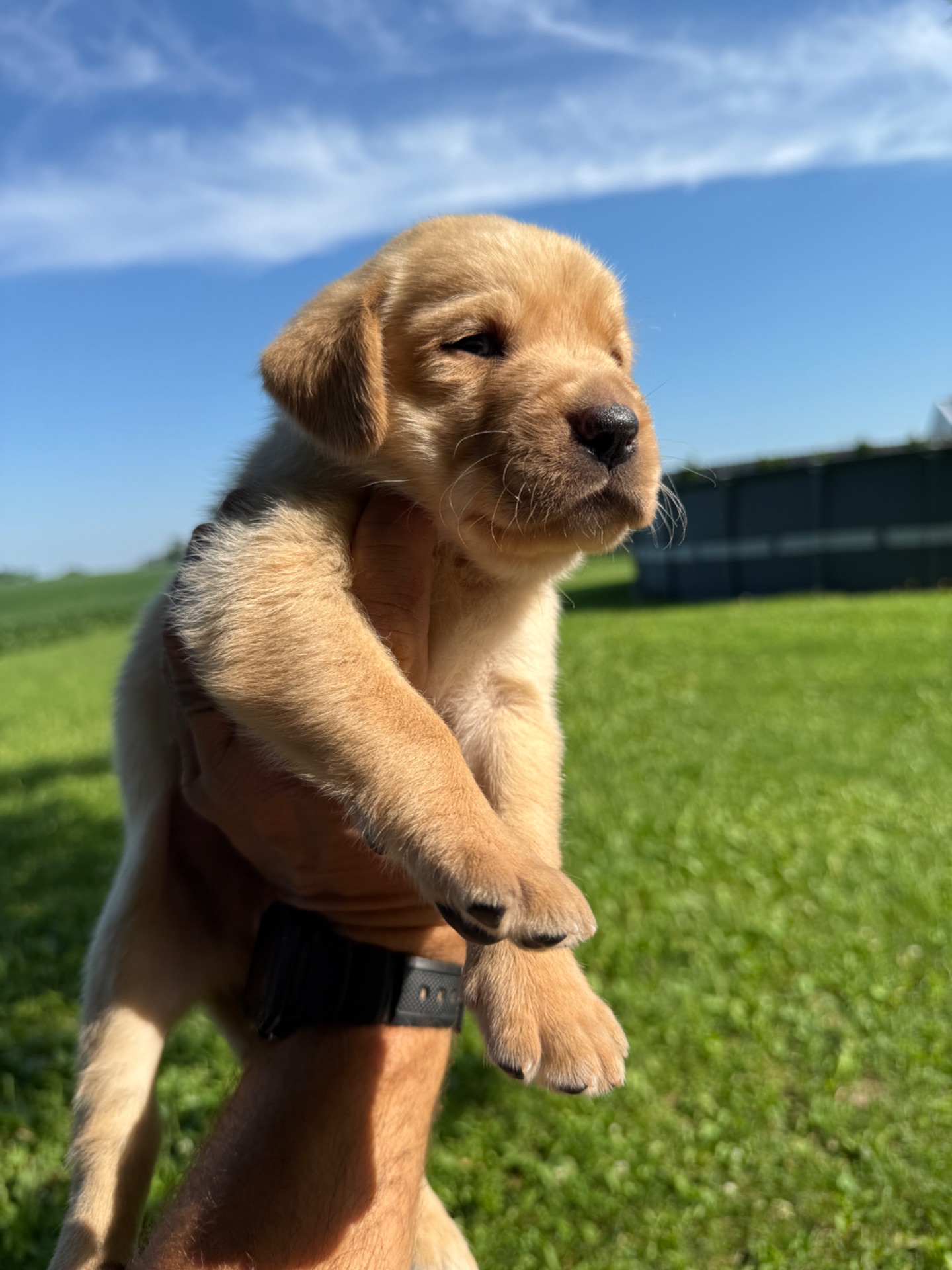Colt