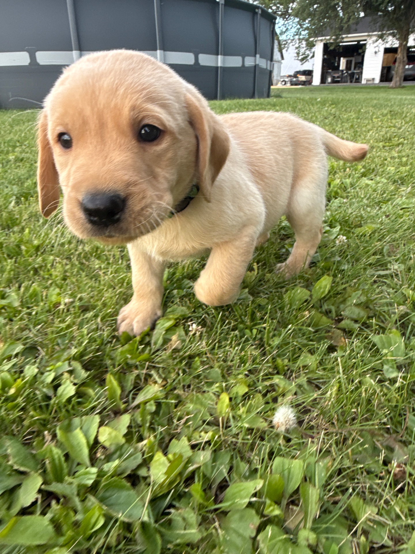 Ridge (Green Collar)