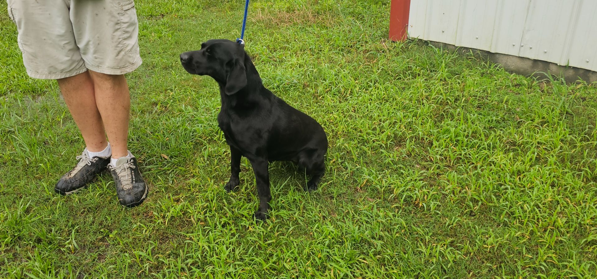 Pickles - Labrador Retriever