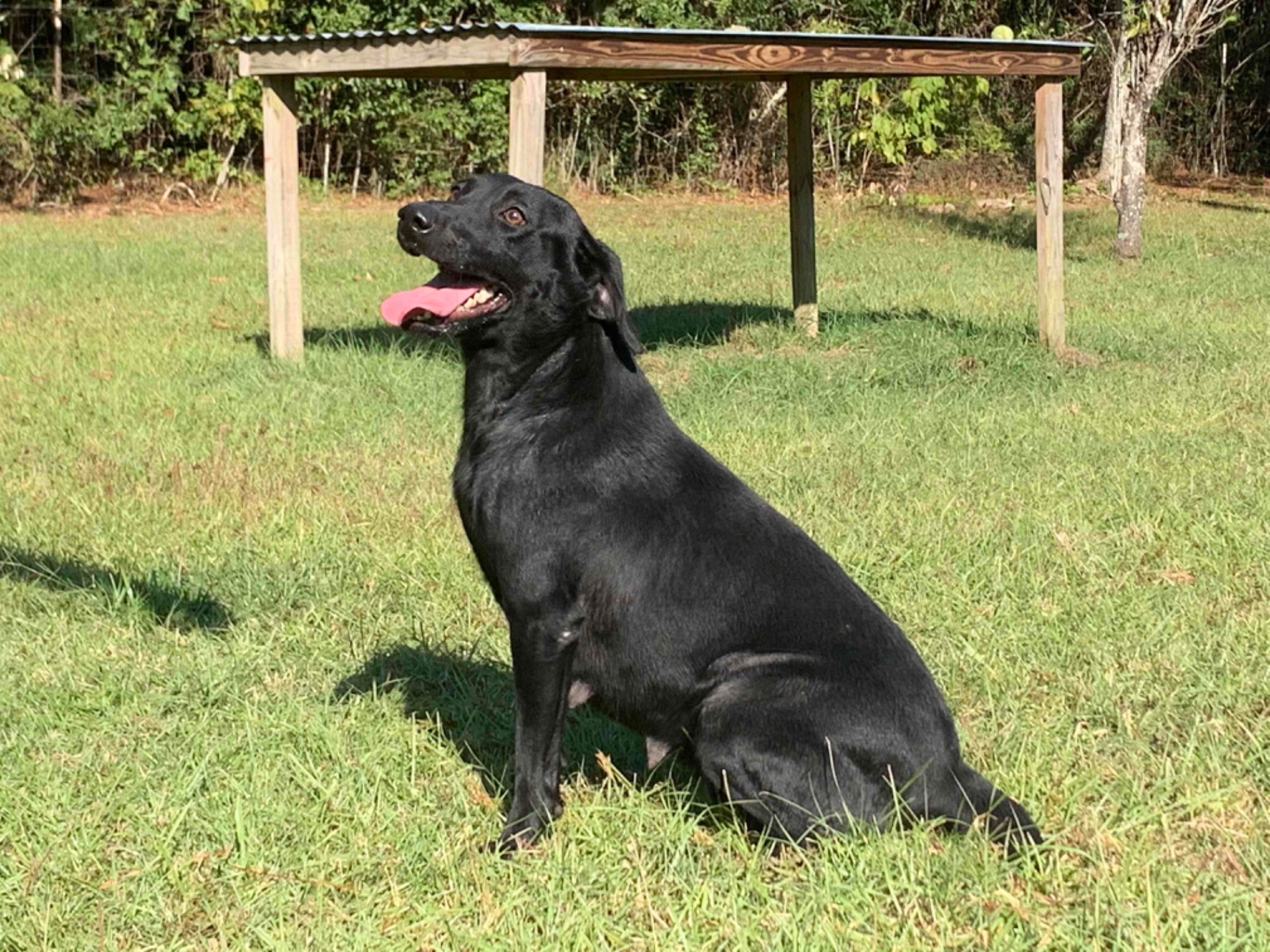 Miki "Ace's Miki Of Brookbird Bang"