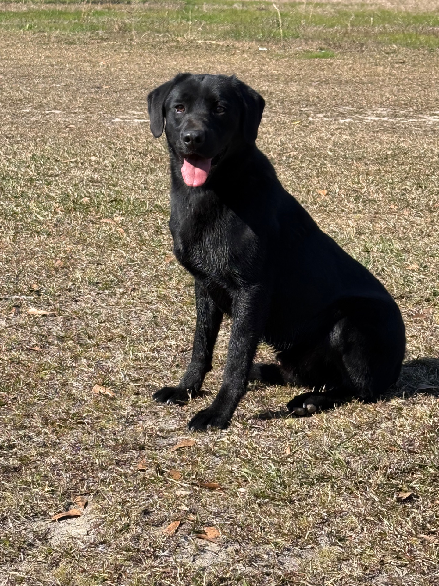 Dexter "Liskoney Moonlight"