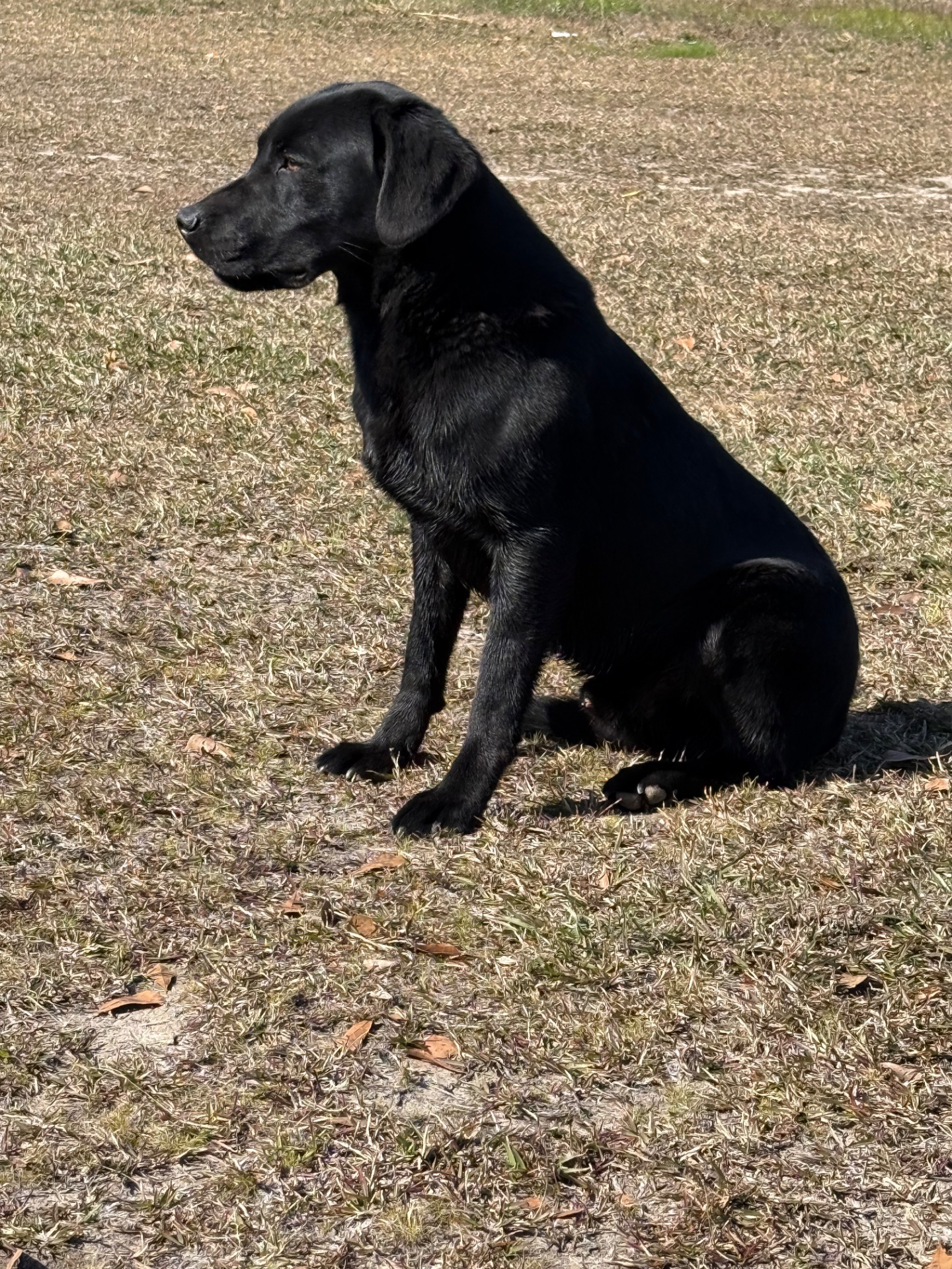 Dexter "Liskoney Moonlight" photo 2