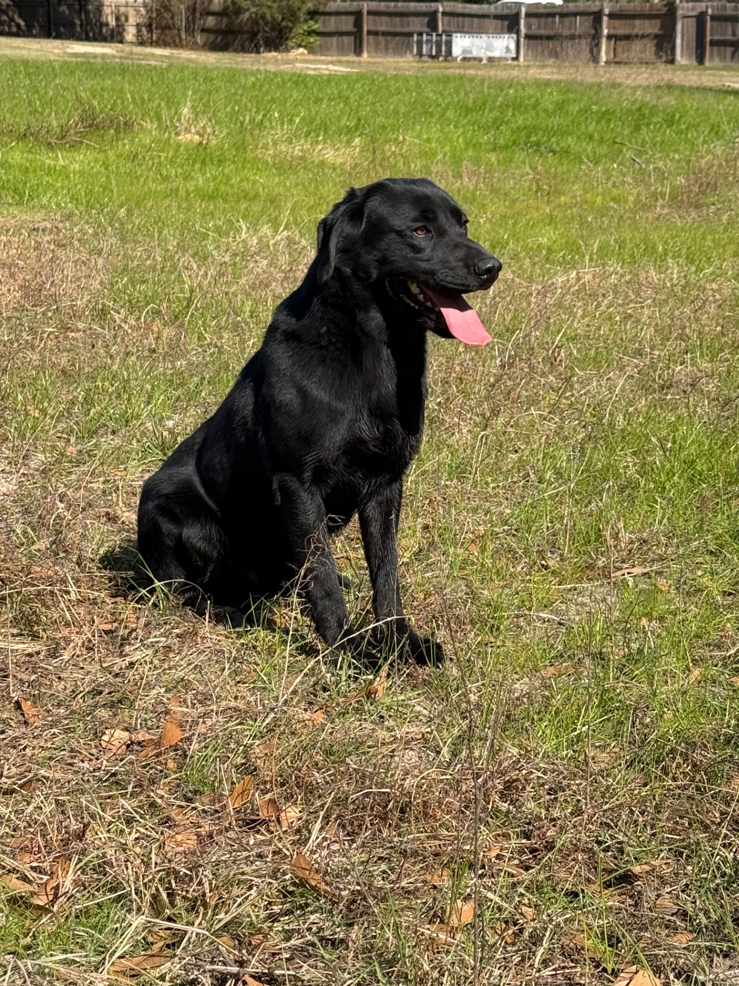 Dexter "Liskoney Moonlight" photo 3