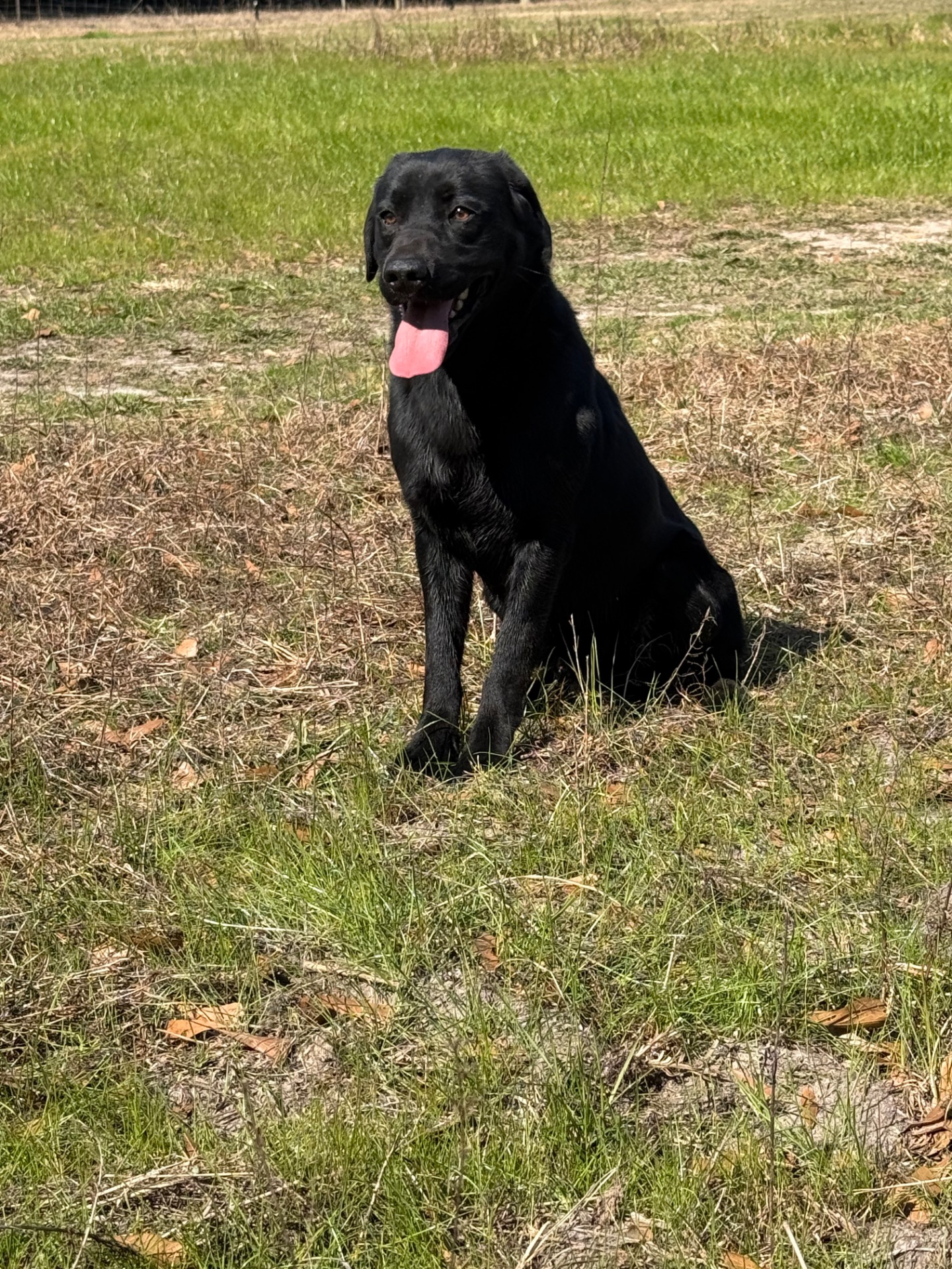 Dexter "Liskoney Moonlight" photo 4