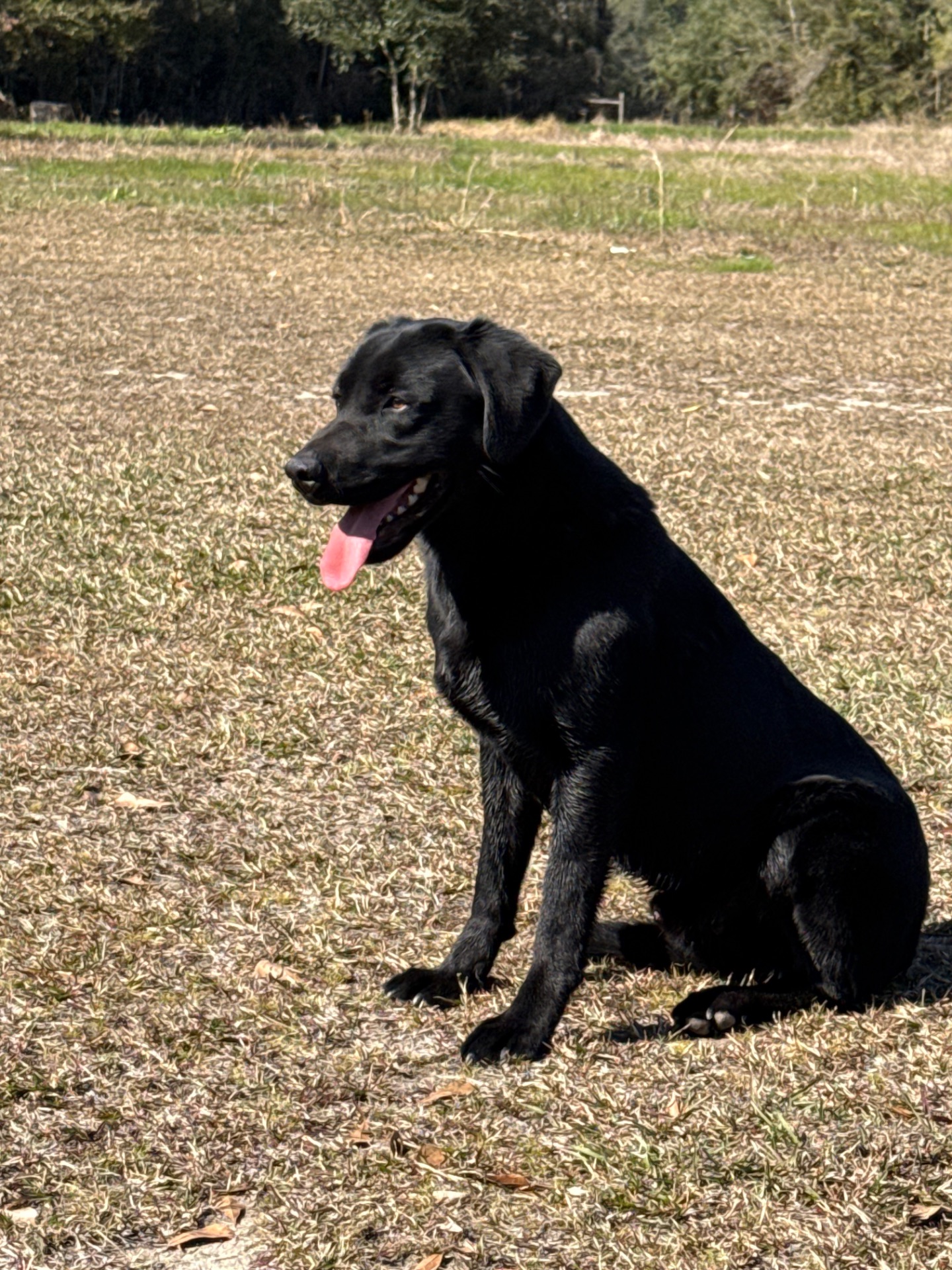 Dexter "Liskoney Moonlight" photo 5