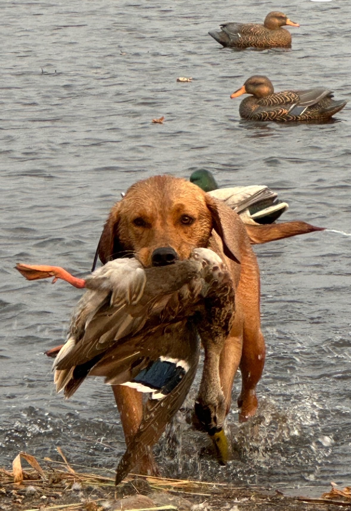 Taylor - Vavra's Grand Passage Taylor's Swift